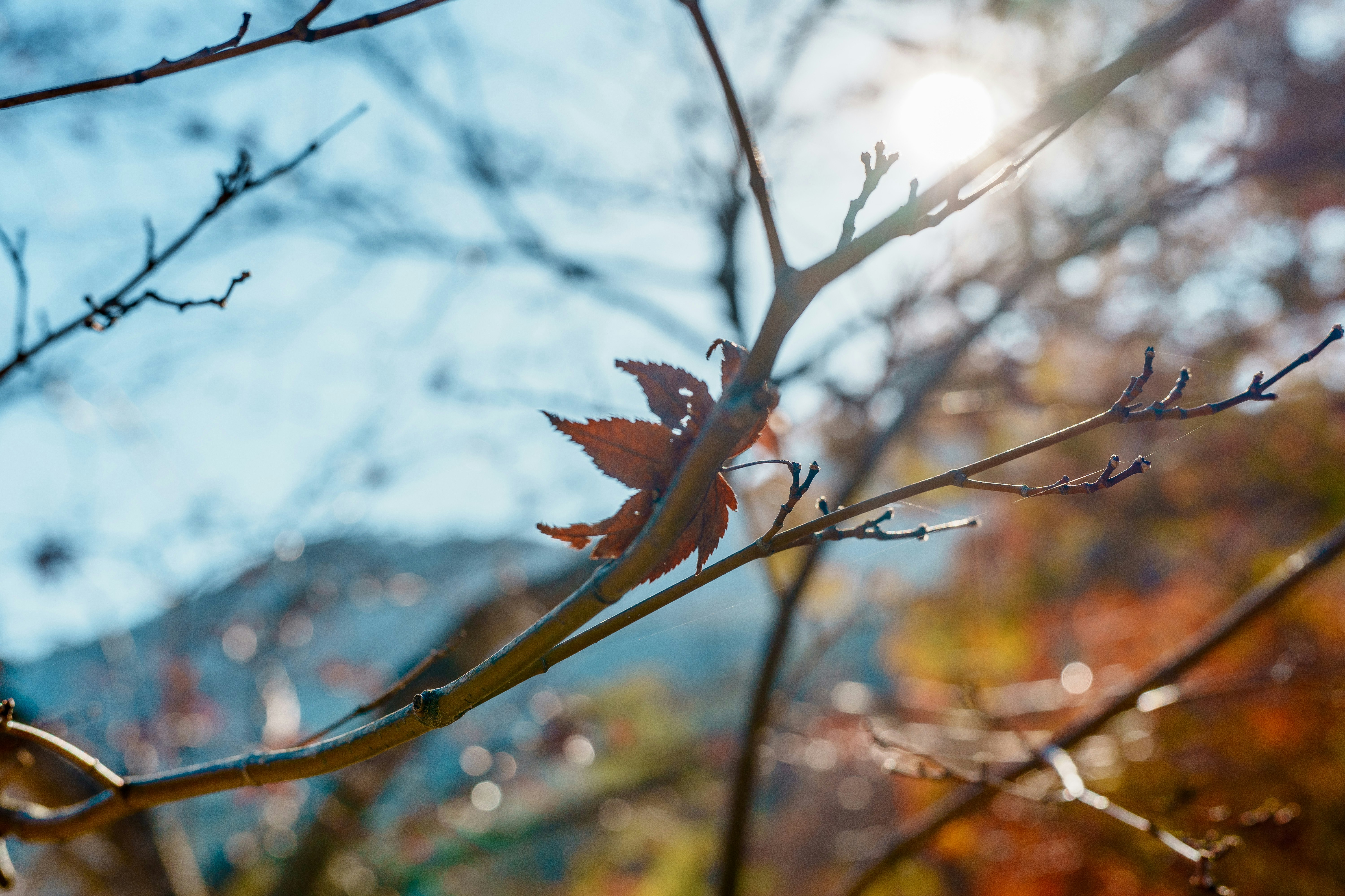 枝先に残る一枚の紅葉と秋の陽ざし