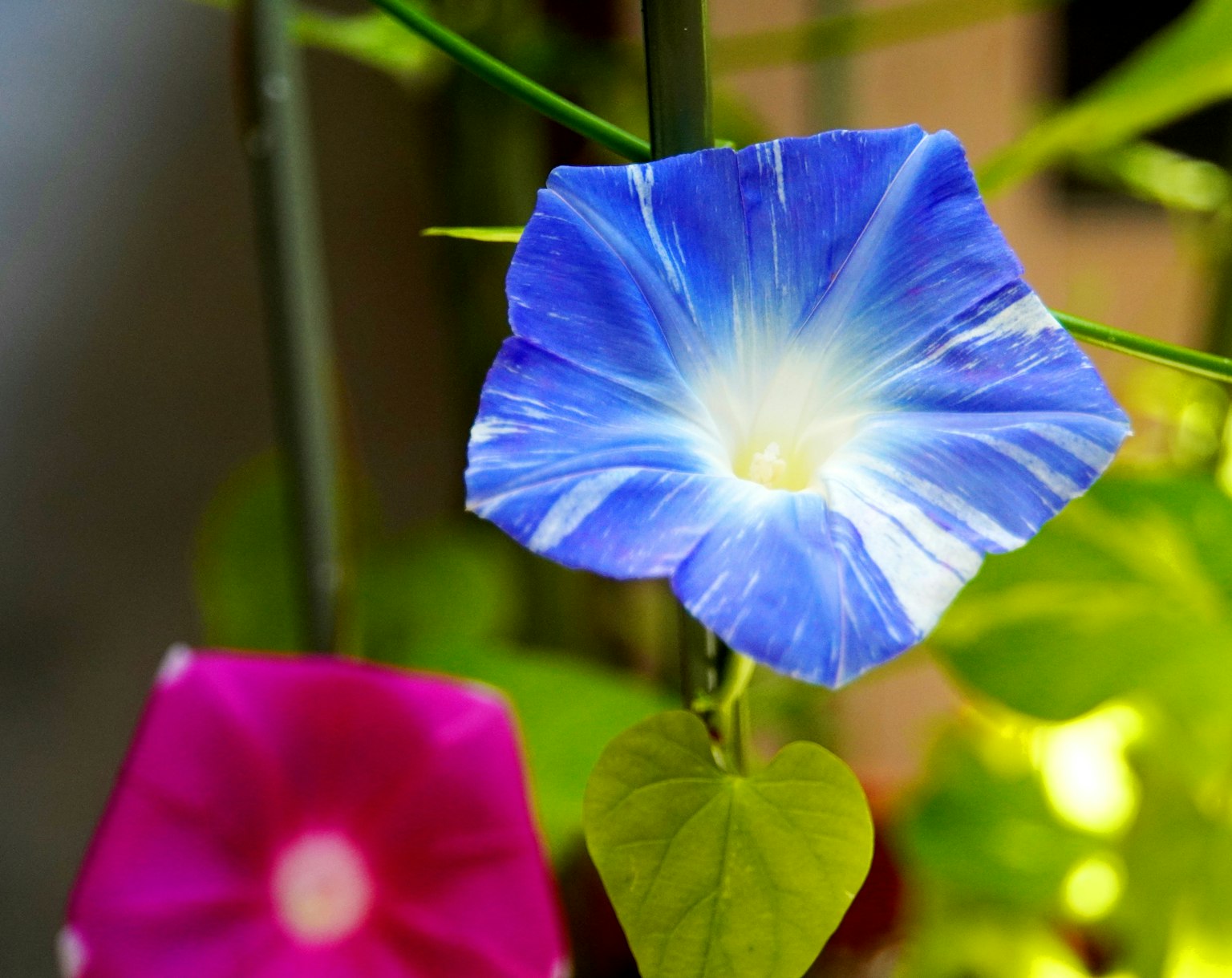Fleur de liseron bleu vif avec un centre blanc et des feuilles vertes