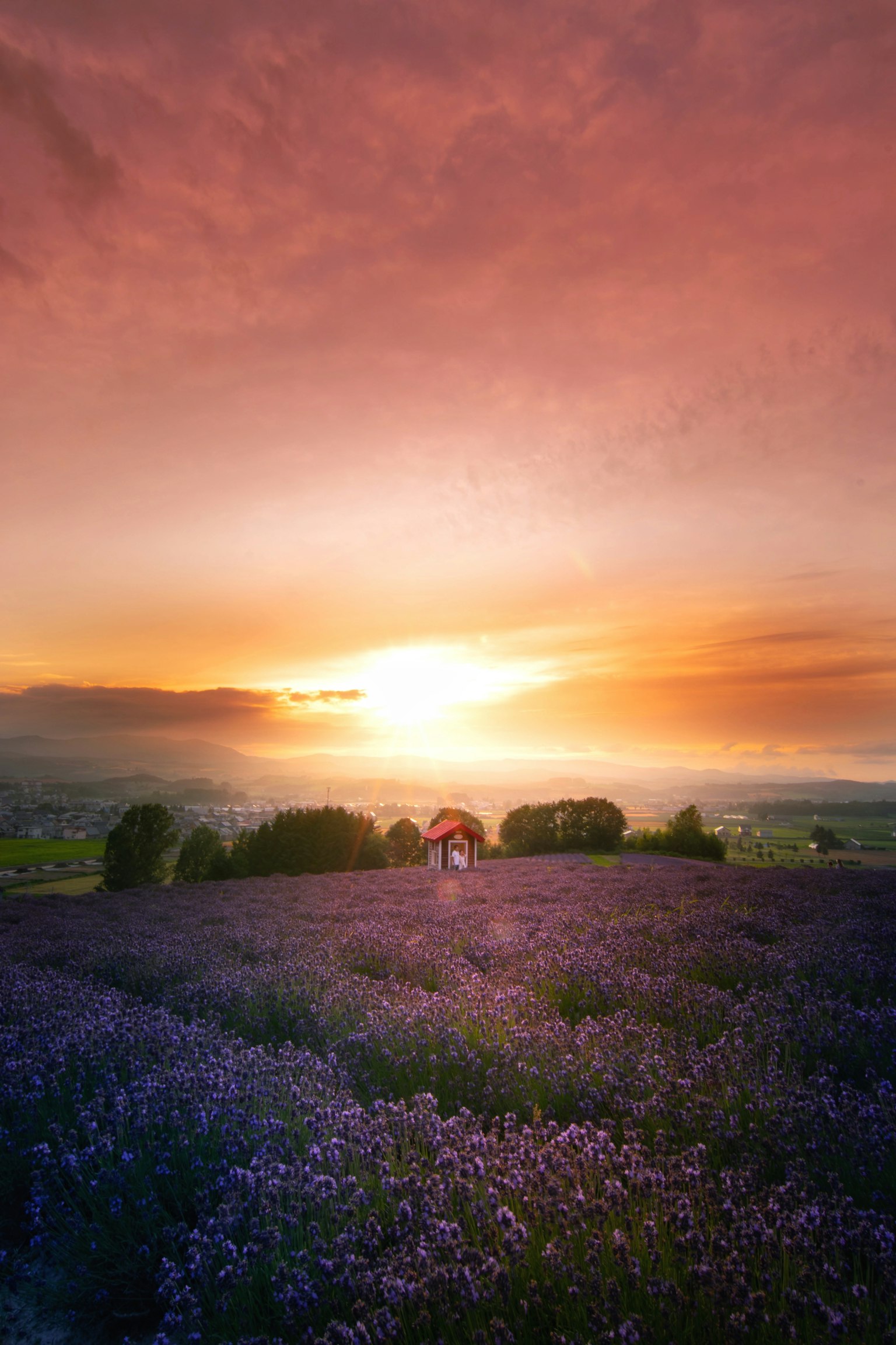 Champ de lavande avec un petit abri au coucher du soleil