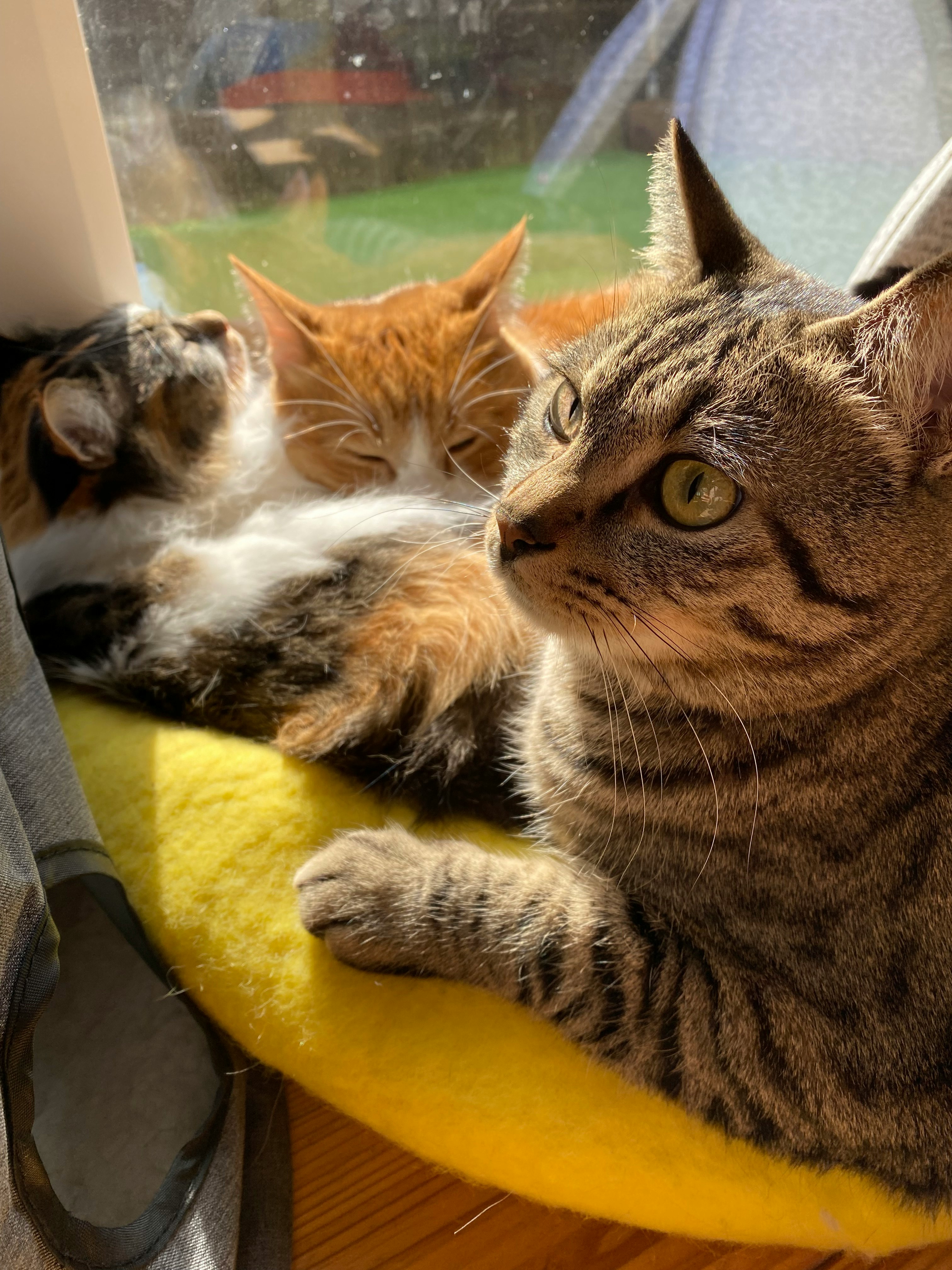 Dua kucing saling berpelukan di sofa, momen hangat