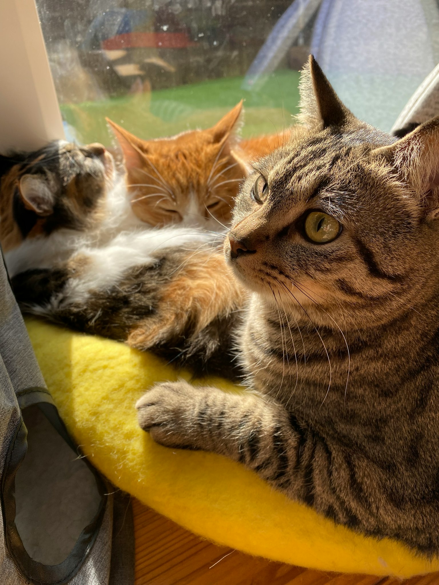 三只猫在窗户旁边放松一只大眼睛的虎斑猫一只毛茸茸的橙色猫