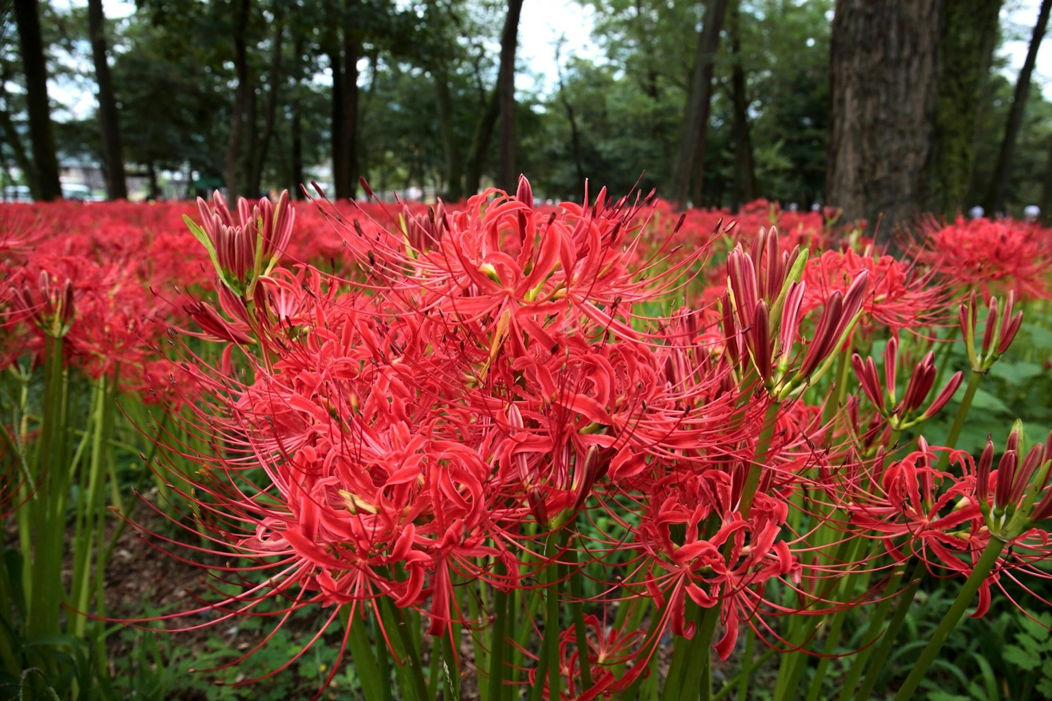 Ein Feld roter Spinnenlilien in einem Wald