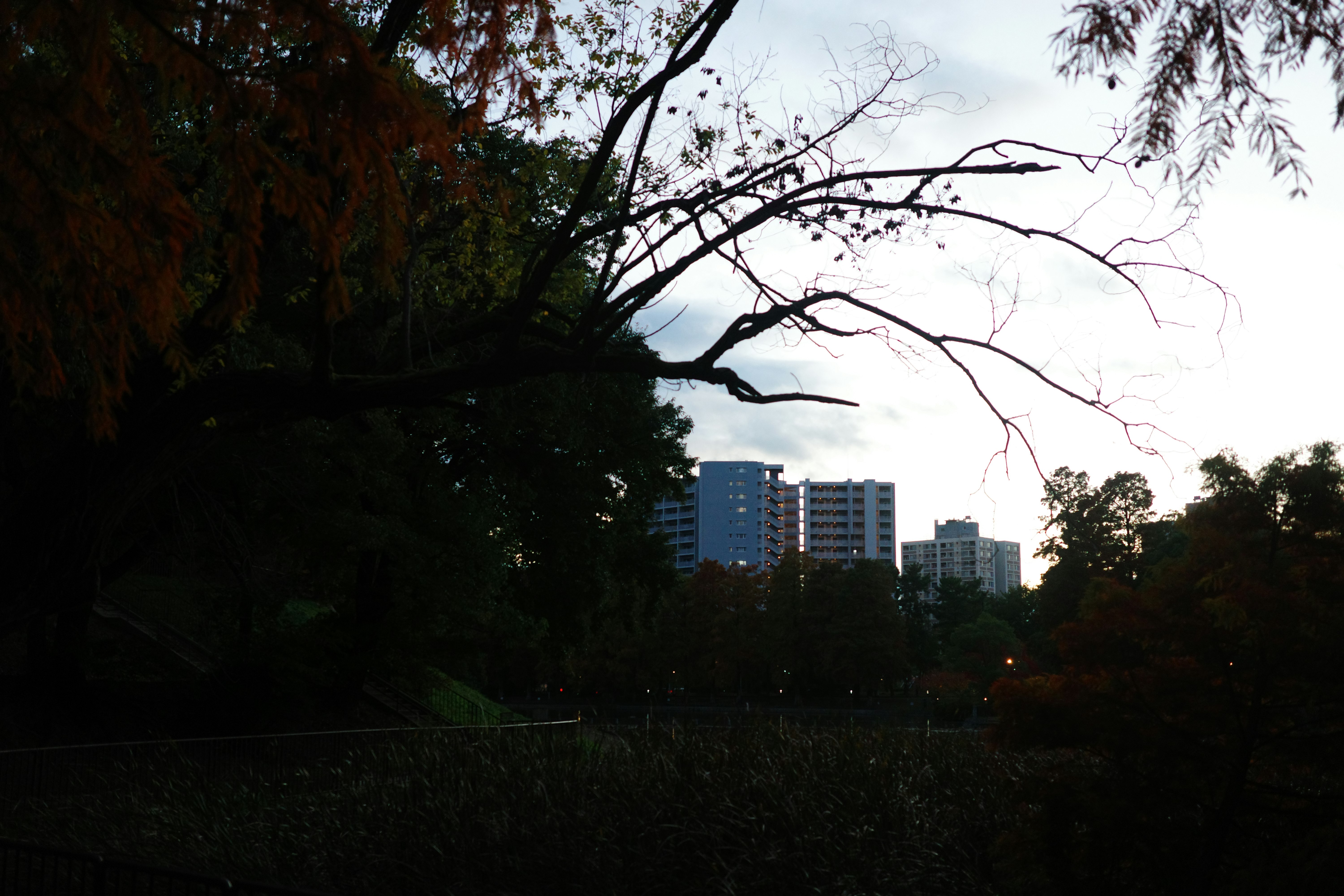 木々のシルエット越しに見える高層マンション群の夕暮れの空