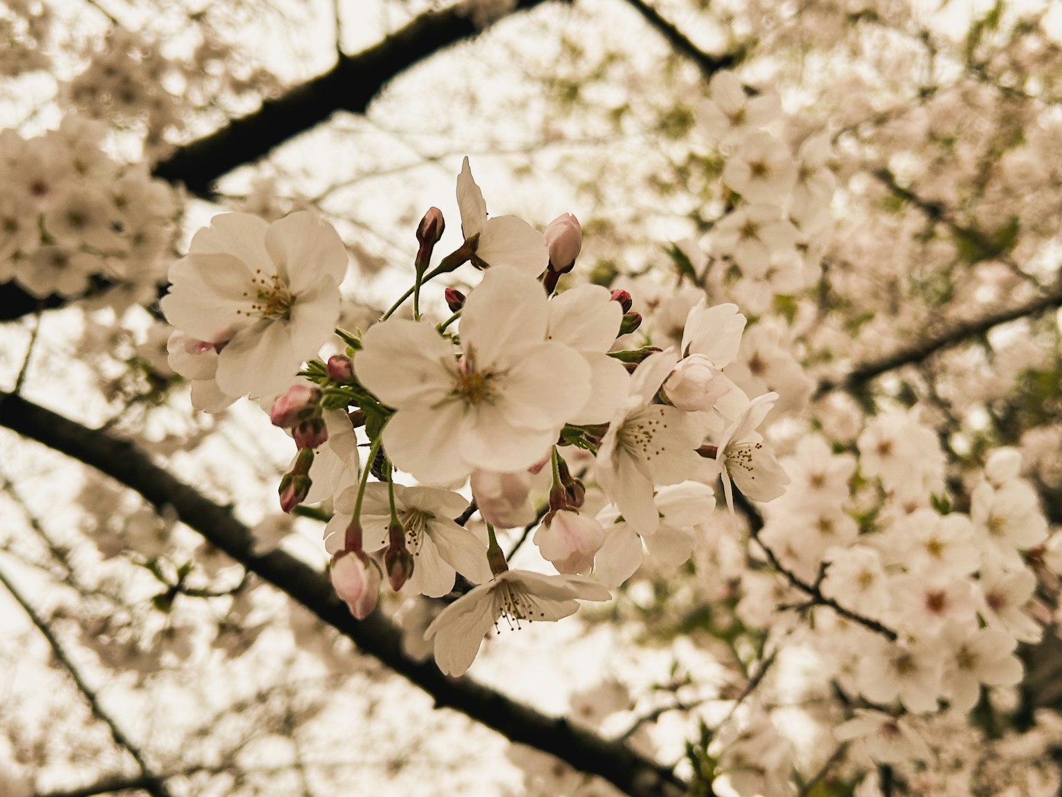 Kirschblüten in voller Blüte an Baumzweigen