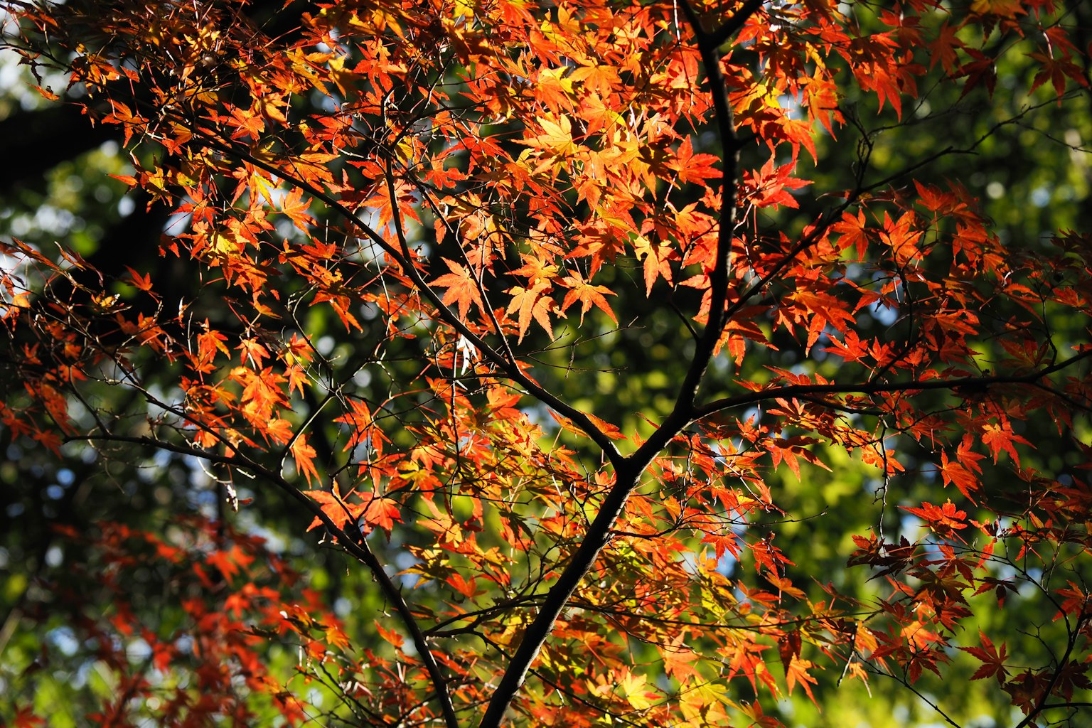 Ramas y hojas de arce que muestran un hermoso follaje de otoño