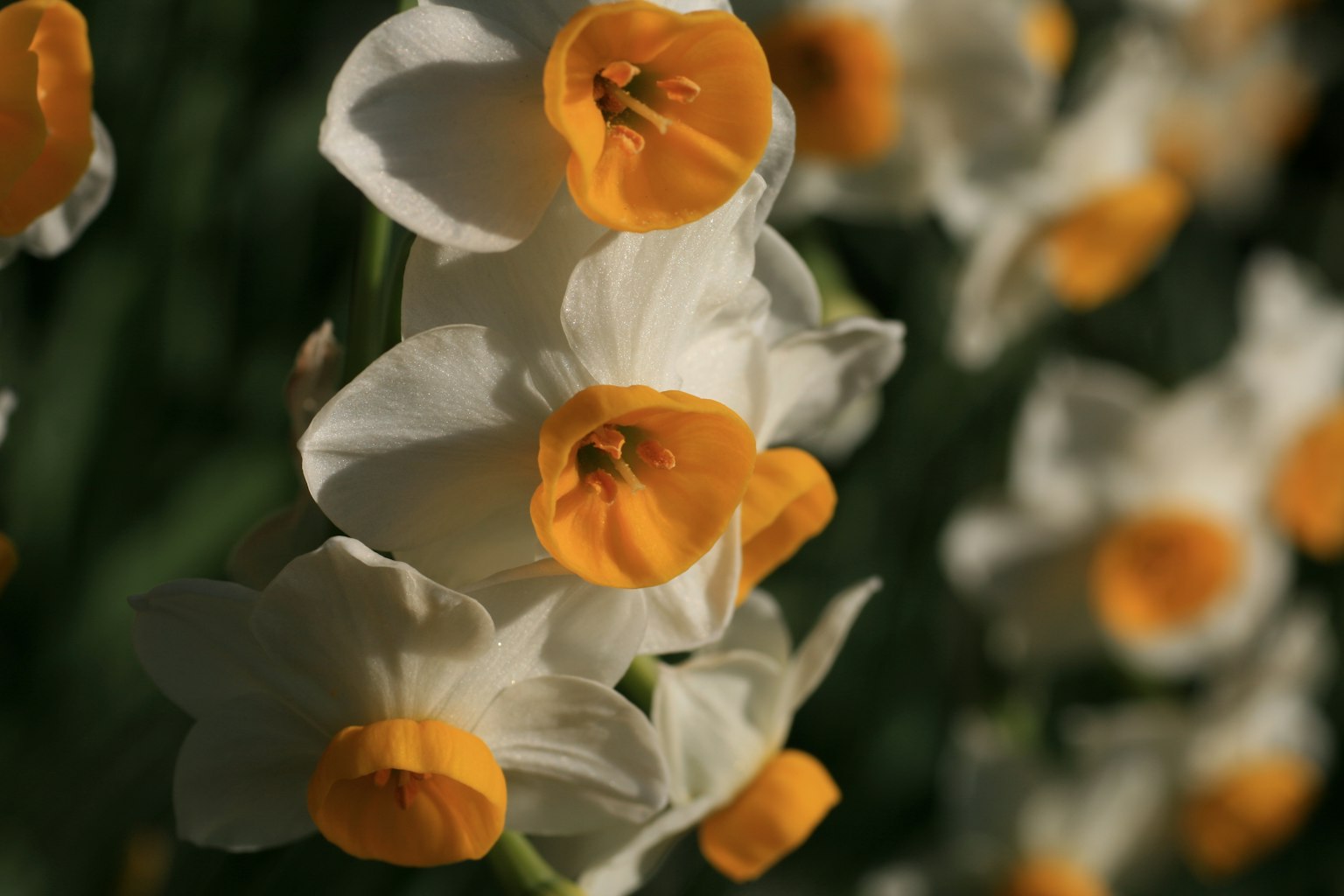Primo piano di narcisi con petali bianchi e centri arancioni