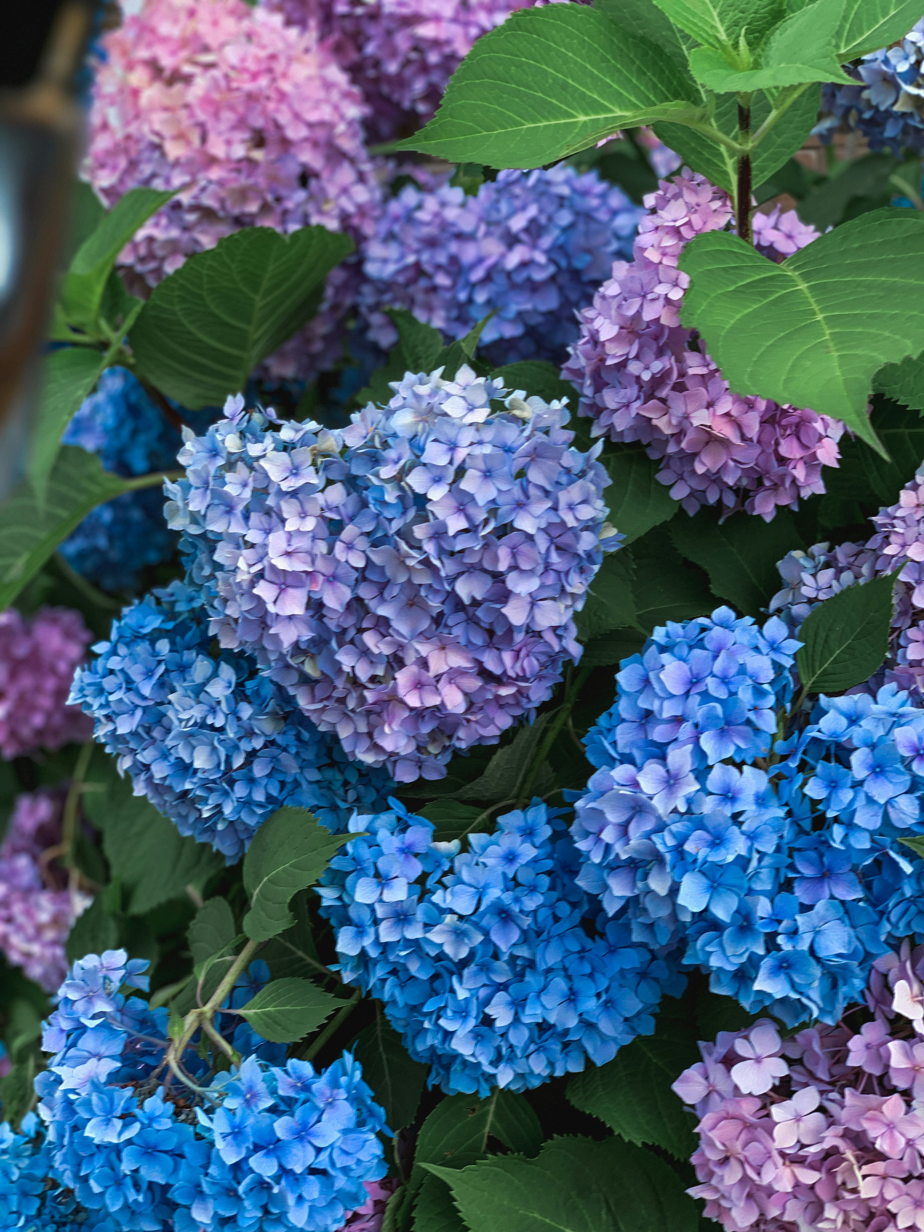 Gros plan sur des hortensias aux couleurs variées dans un jardin