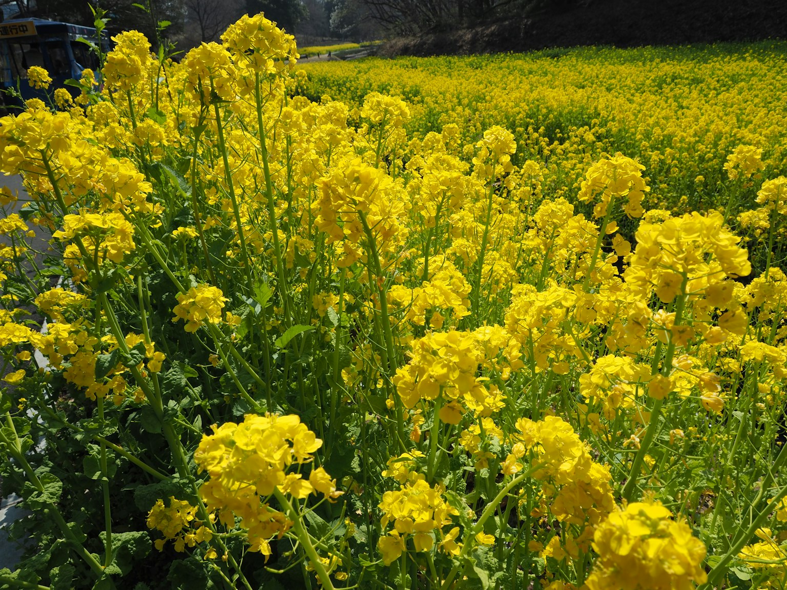 Bunga rapeseed kuning cerah di lapangan