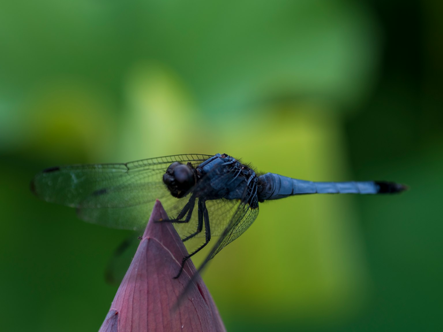Une libellule bleue perchée sur un bouton de fleur