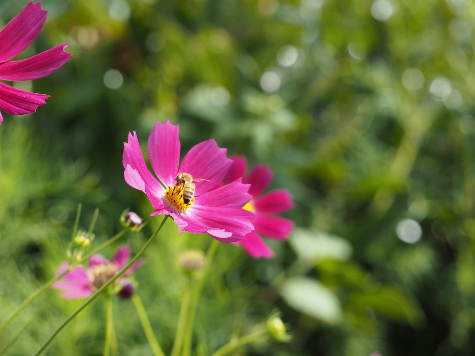 Eine lebendige rosa Blume in Blüte mit grünem Hintergrund