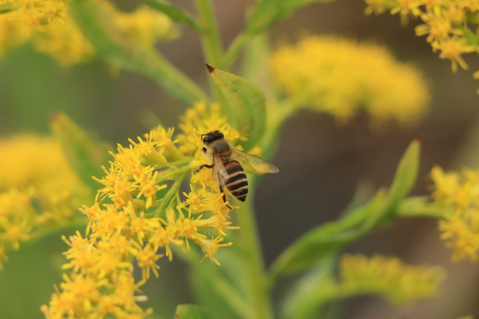 Cận cảnh một con ong đang thu thập mật từ hoa vàng