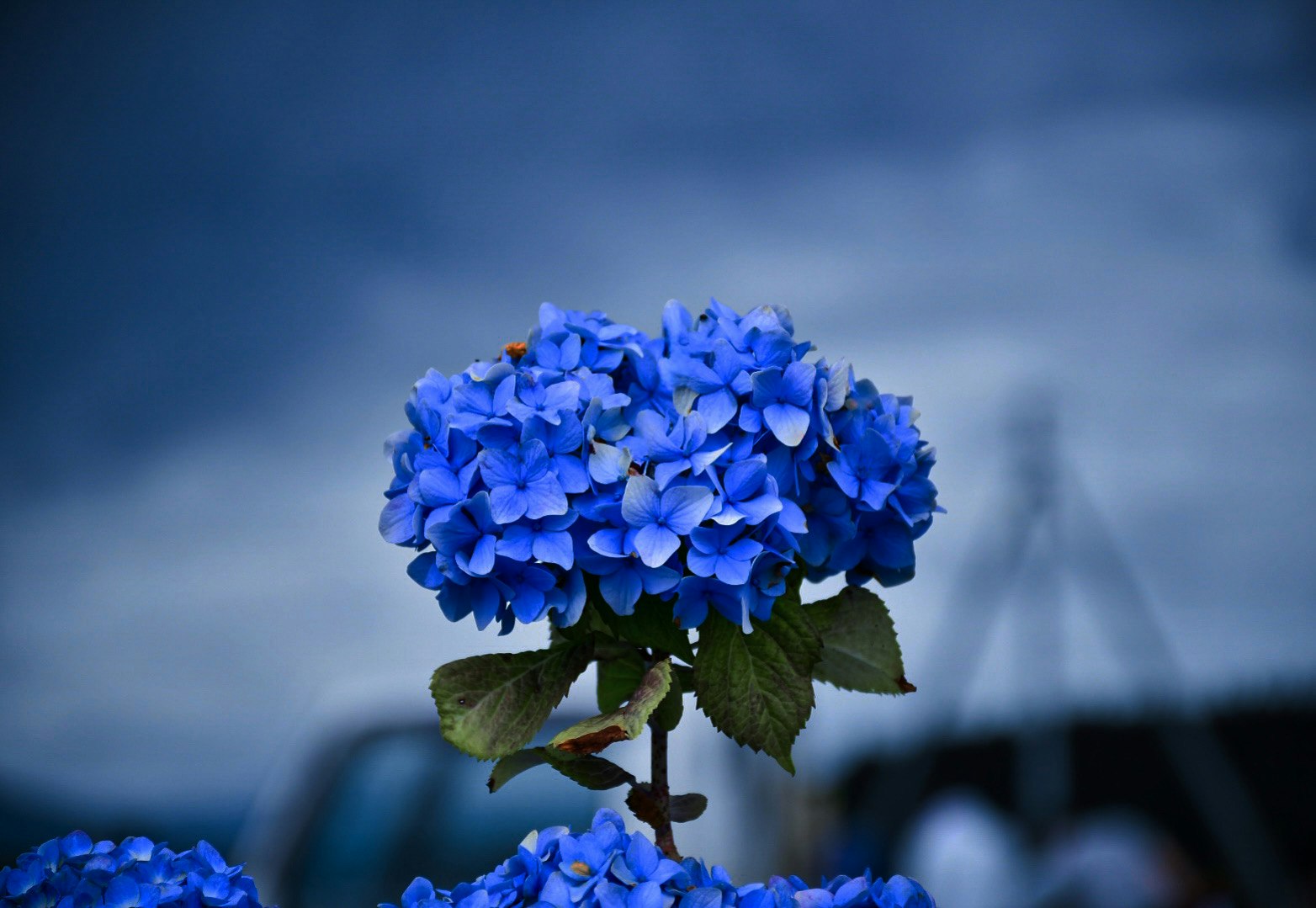 close-up bunga hydrangea biru
