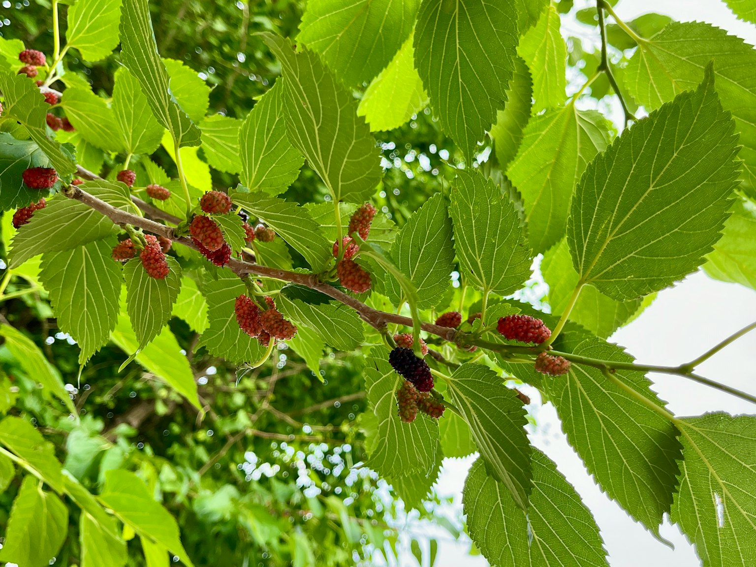 特寫樹枝，帶有綠色葉子和紅色果實