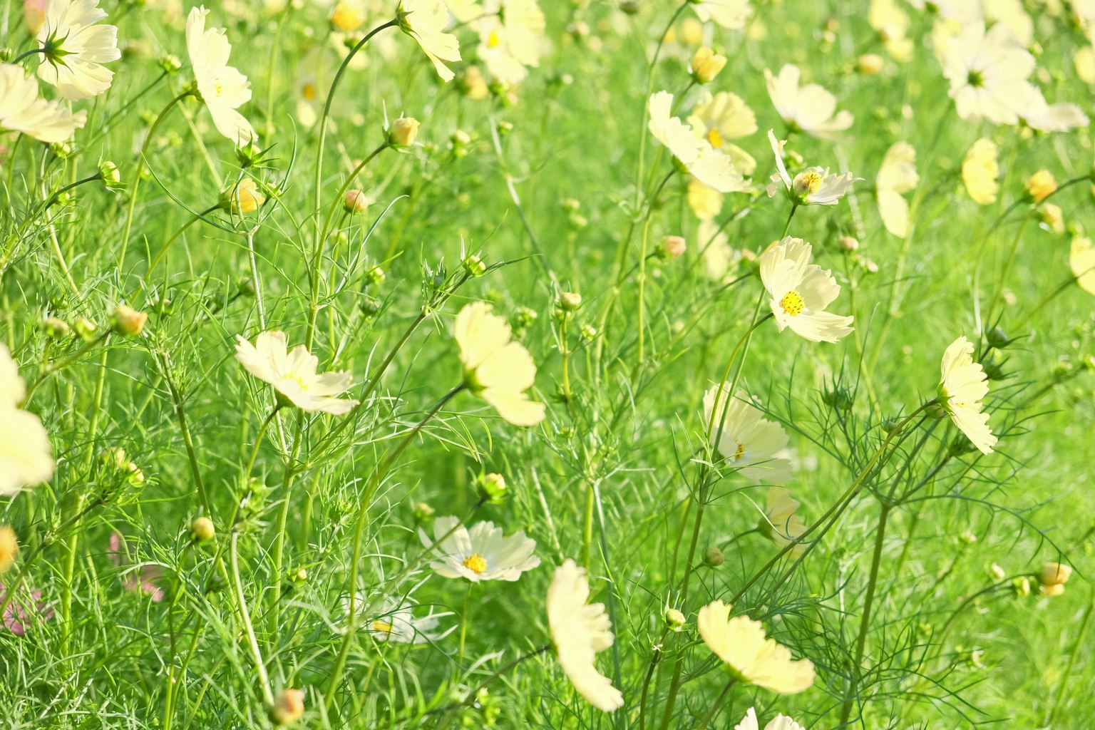 Un campo di fiori gialli che fioriscono tra l'erba verde lussureggiante