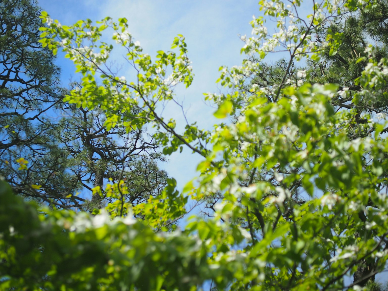 Vue de branches d'arbres avec des feuilles vertes contre un ciel bleu