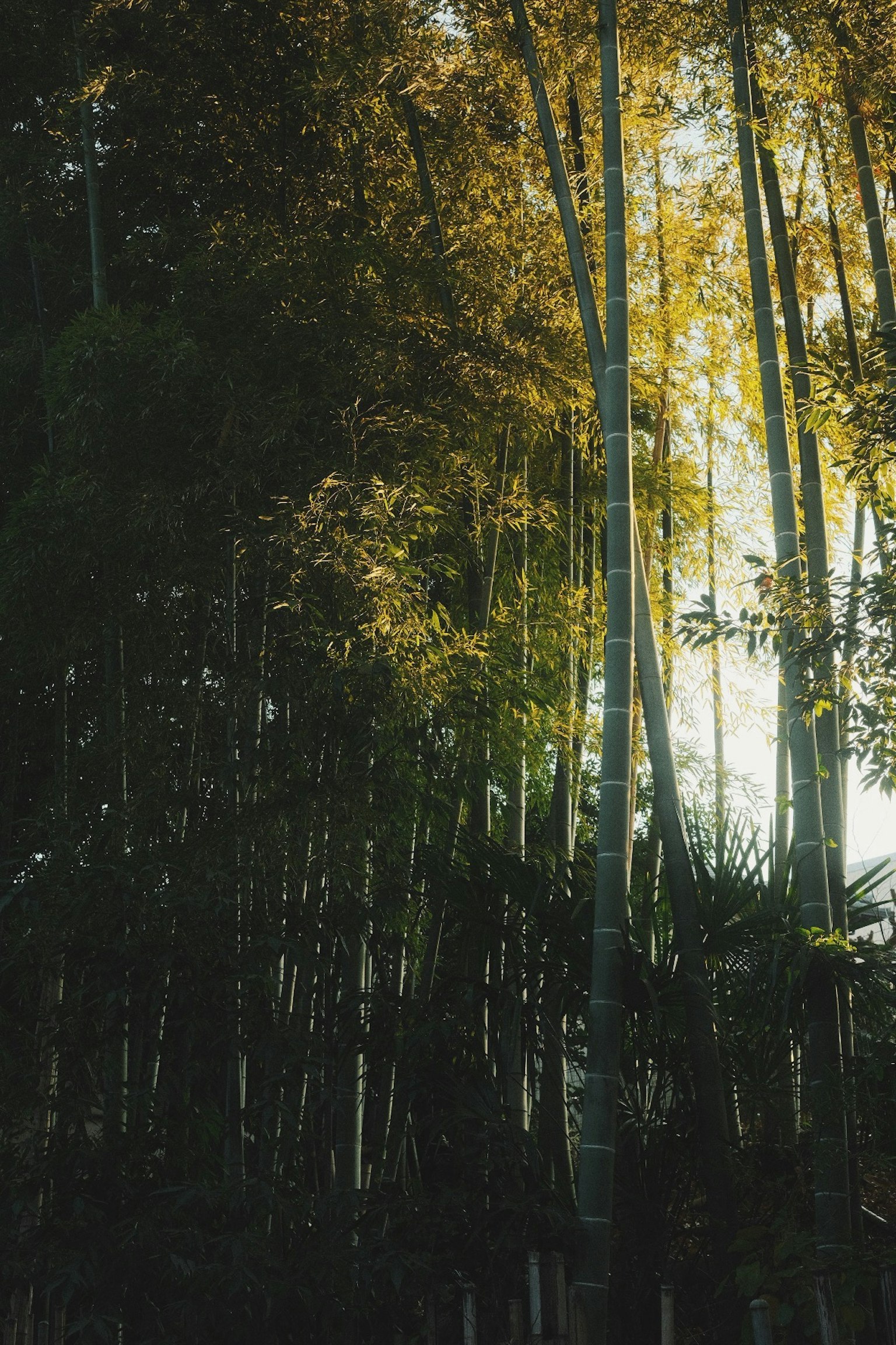 Luce che filtra attraverso una foresta di bambù con foglie verdi