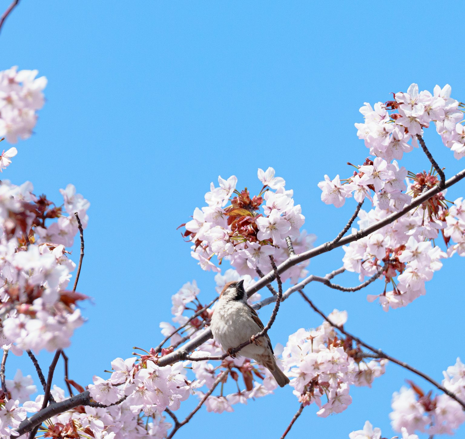Un oiseau perché sur une branche de cerisier avec un ciel bleu