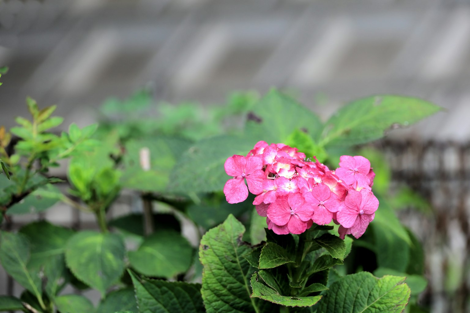 Fleur rose vive entourée de feuilles vertes