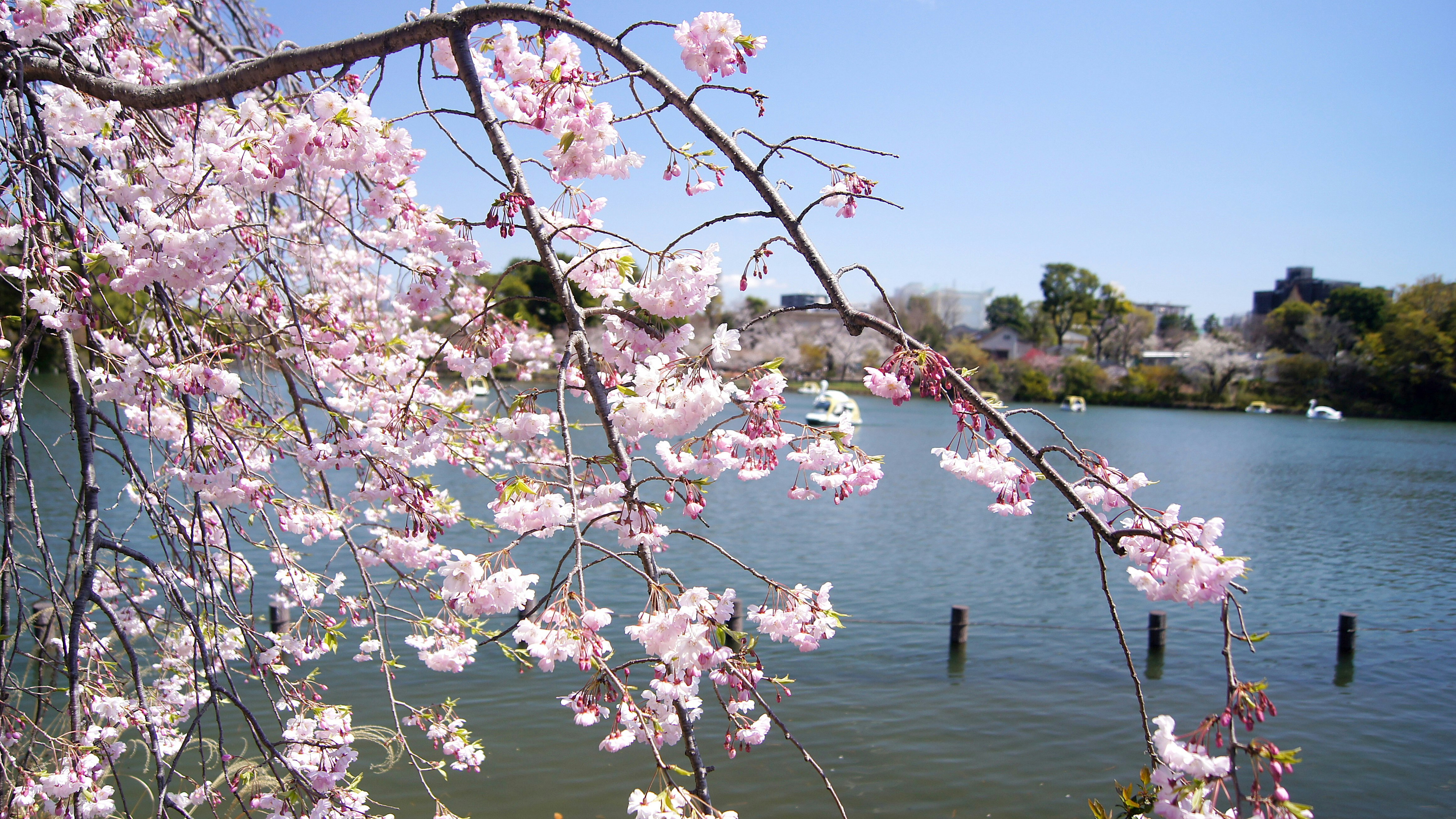 湖畔垂枝樱花与平静水面