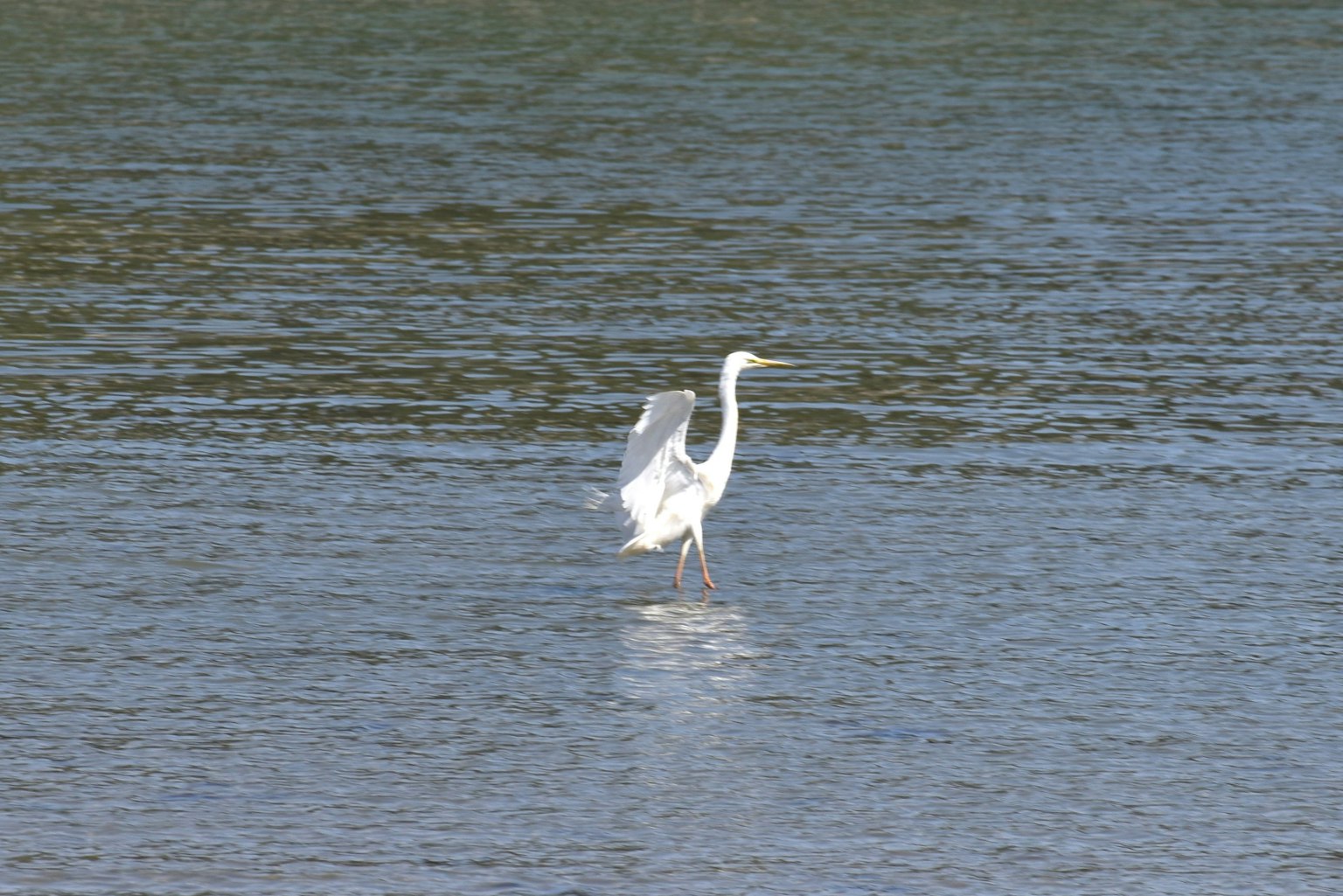 Un héron blanc se tenant sur la surface de l'eau