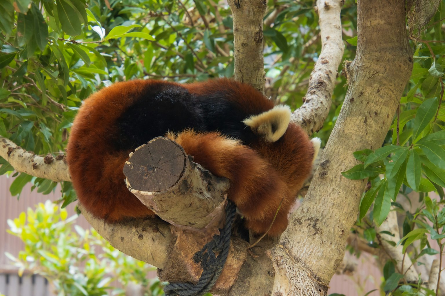 Panda rosso rannicchiato che dorme su un ramo d'albero circondato da foglie verdi