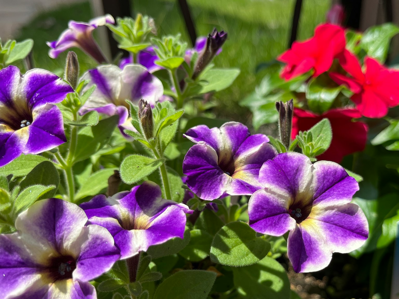 Primo piano di fiori di petunie viola e bianche in un giardino