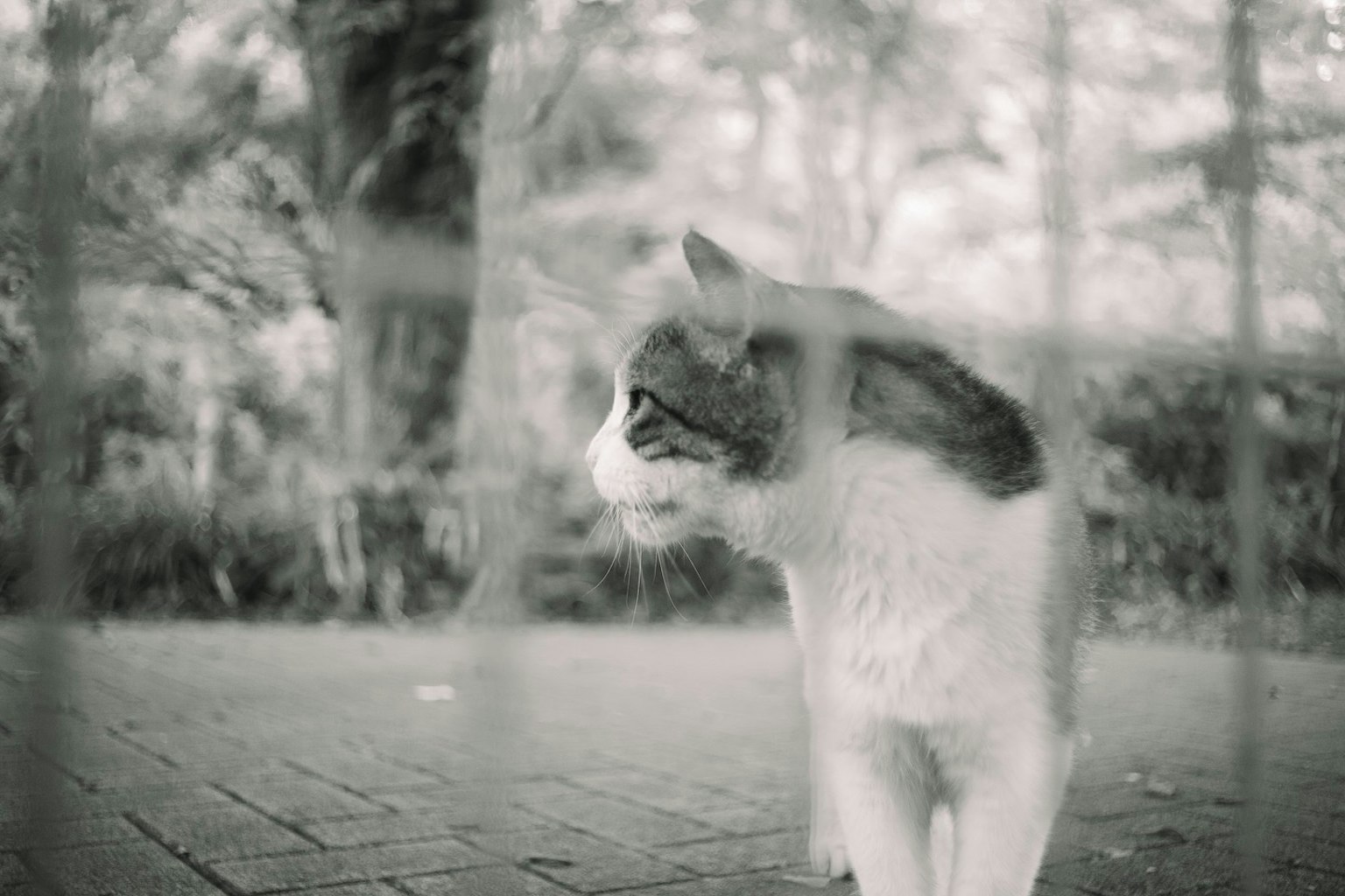 Gatto bianco e nero che guarda attraverso una recinzione all'aperto