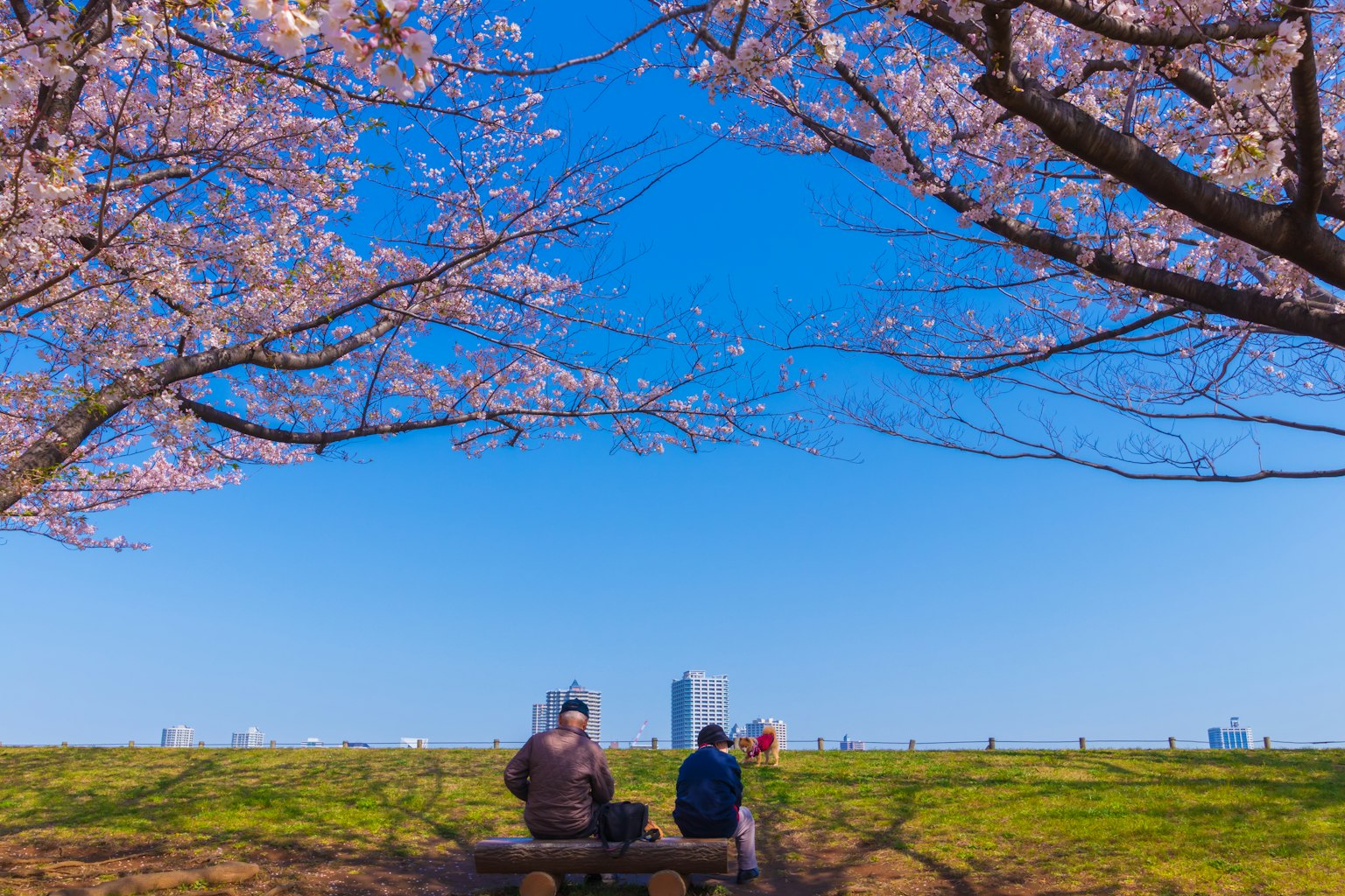 Dos personas sentadas bajo cerezos en flor con cielo azul claro