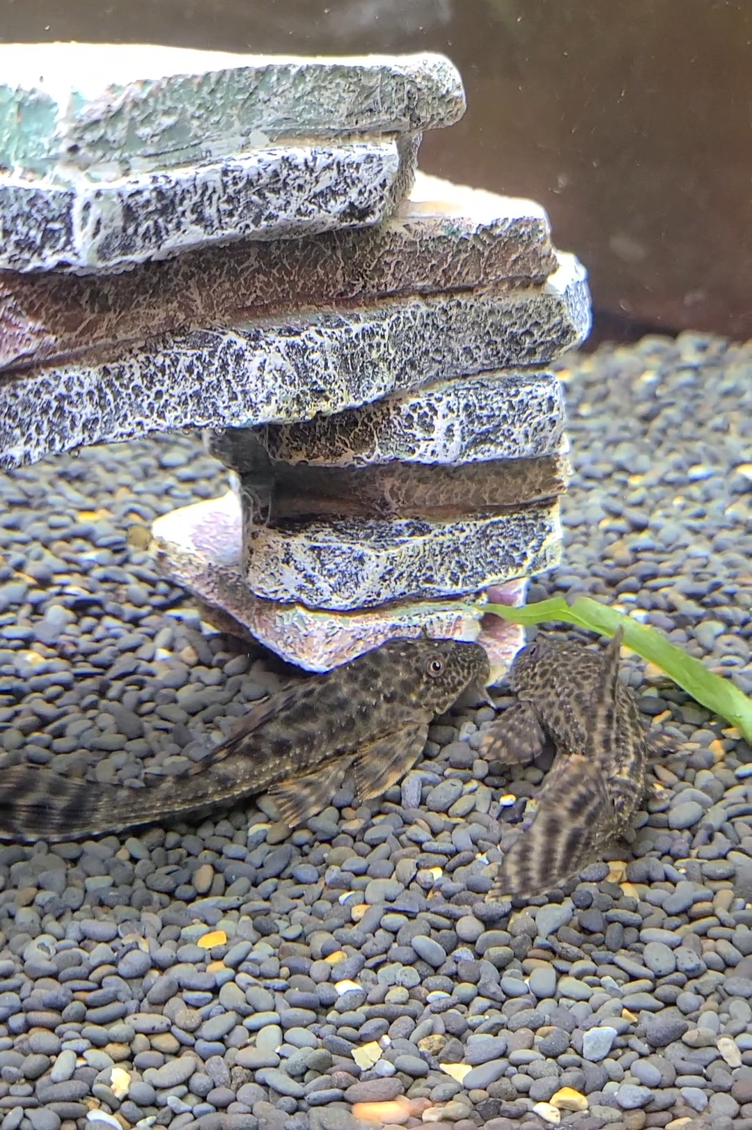 pleco en un acuario de agua dulce sobre grava
