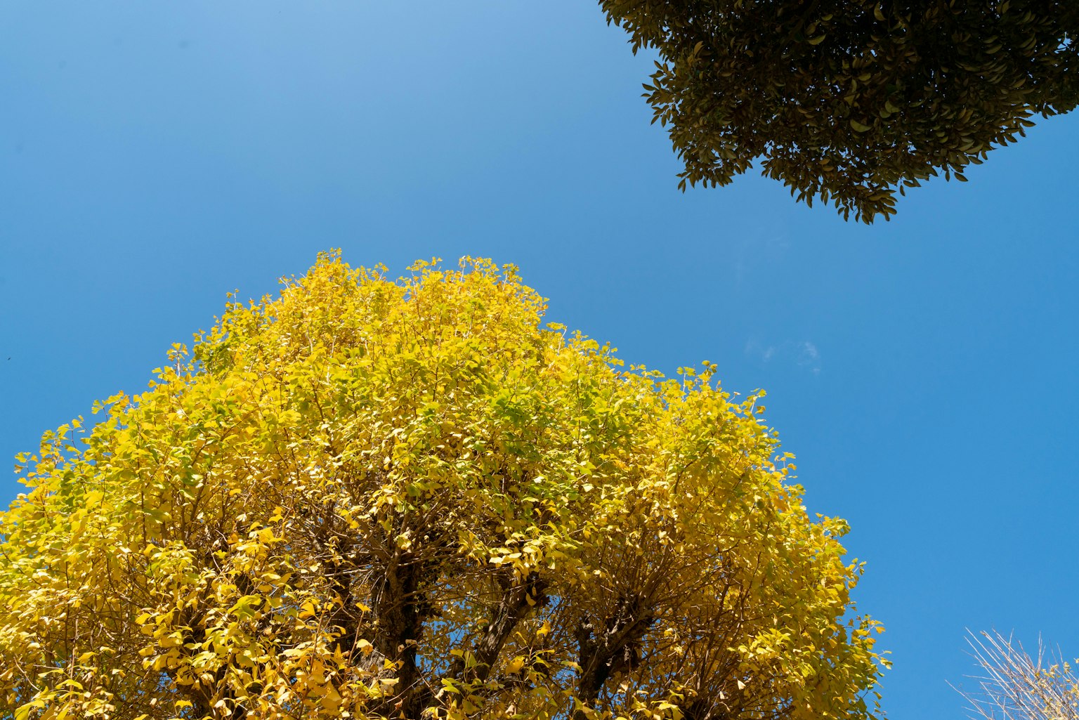 Blick auf einen Baum mit gelben Blättern und einen grünen Baum unter blauem Himmel