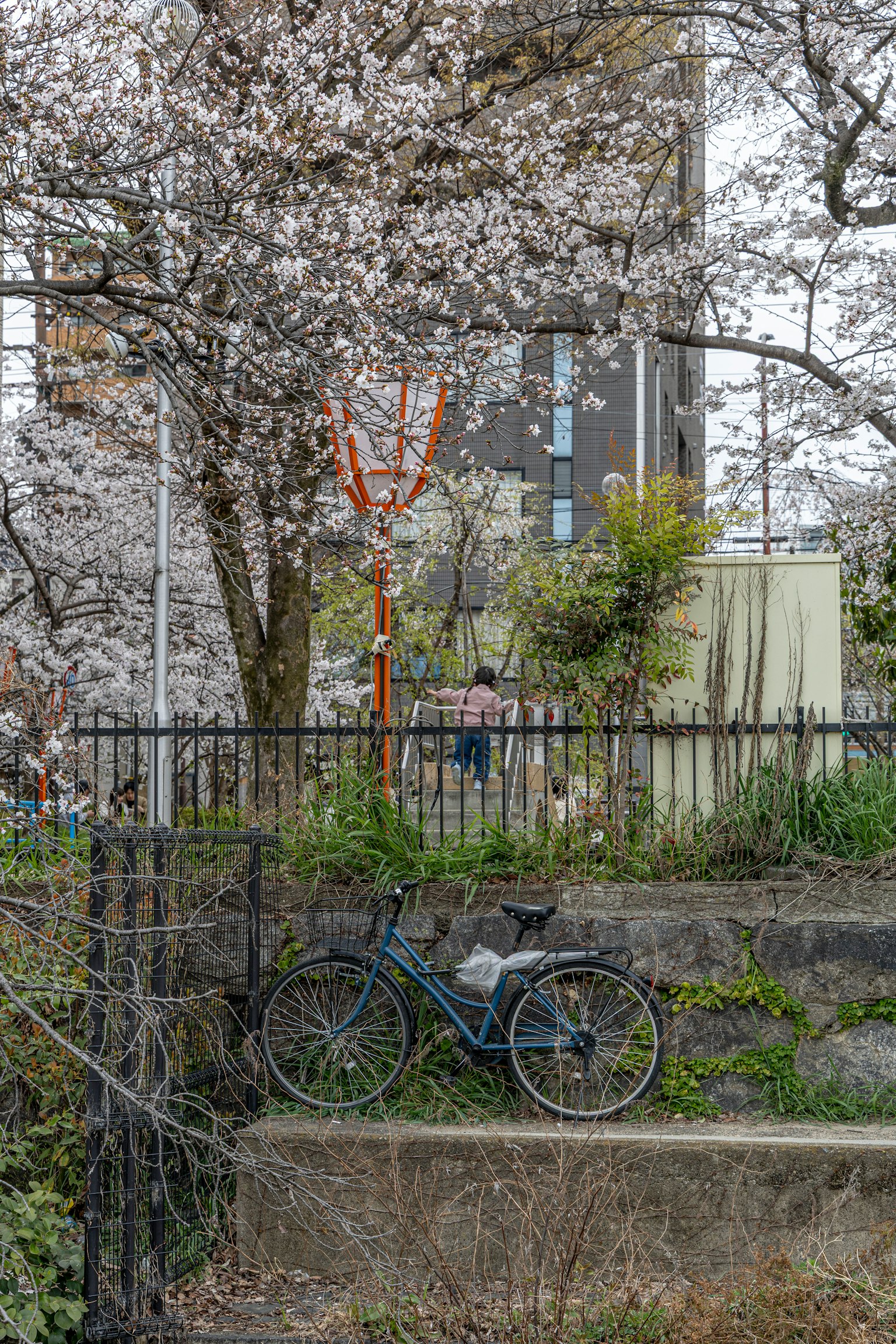 Bicicleta aparcada cerca de un árbol de cerezo con un edificio al fondo