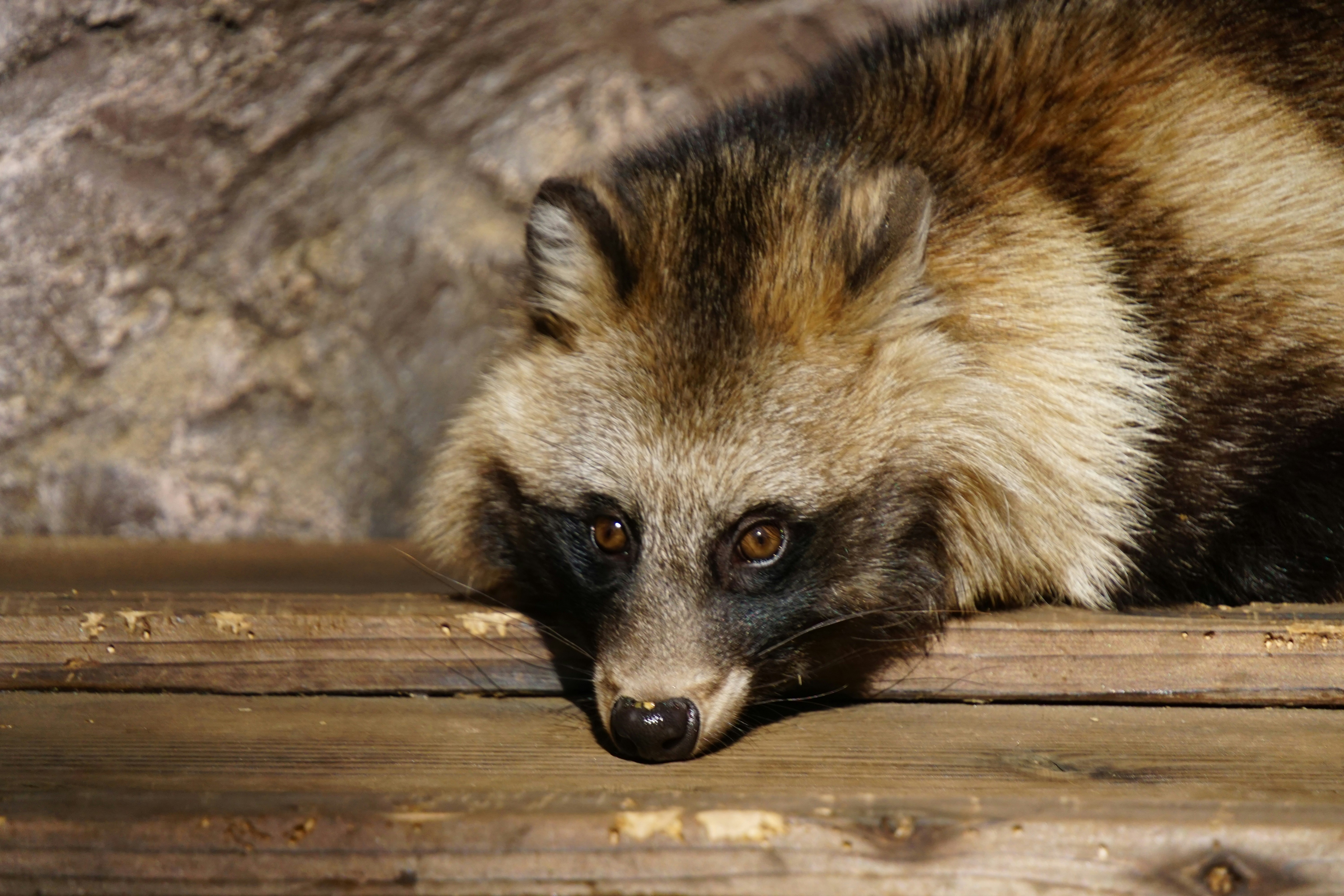 Raccoon lying on a wooden plank
