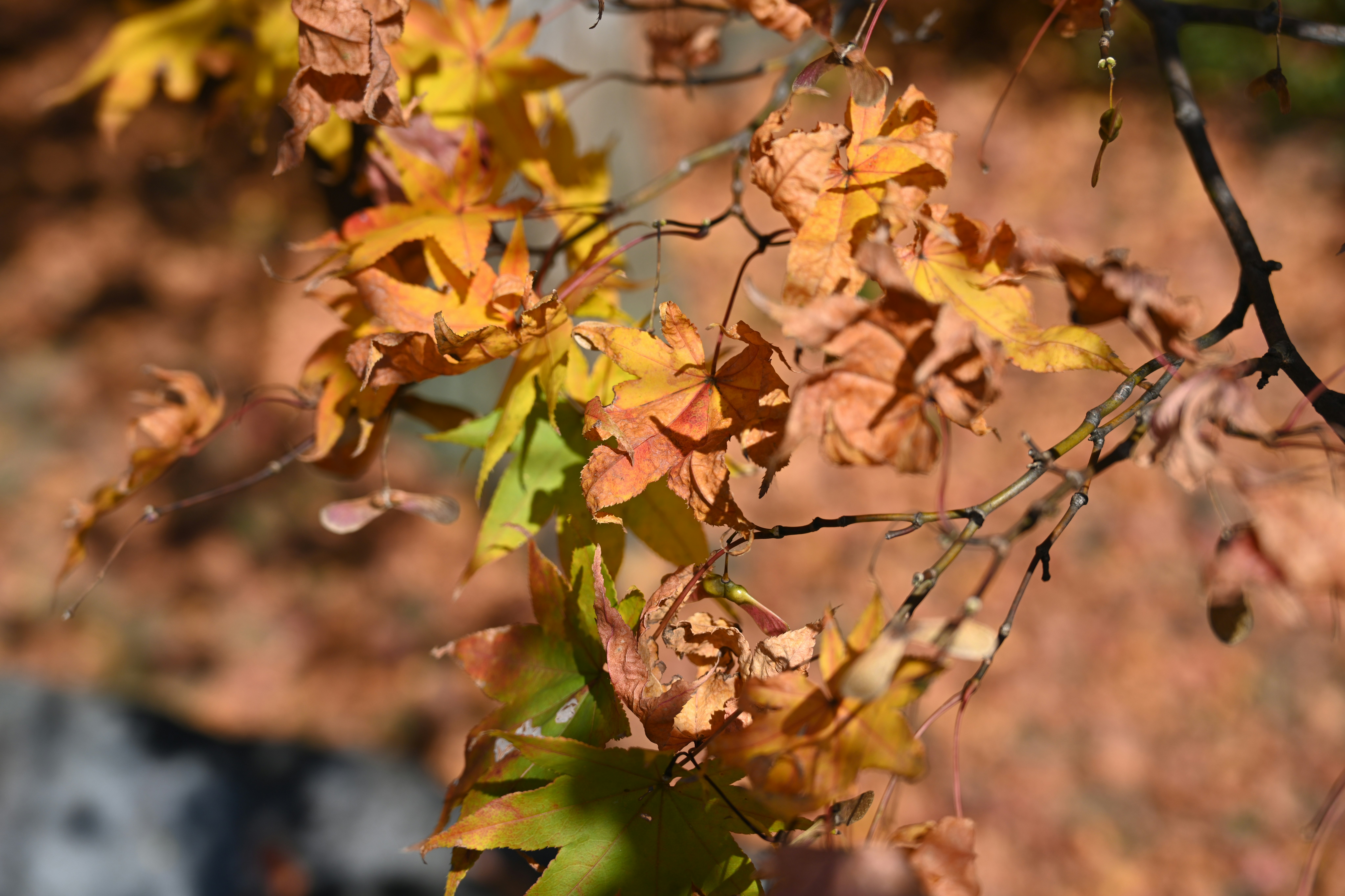 close-up of autumn leaves and branches