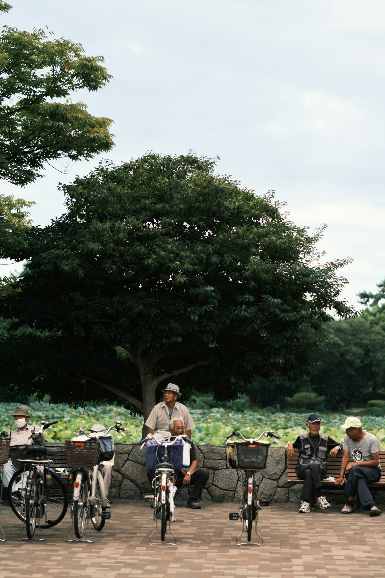 公園で自転車に乗る男性たちと大きな木