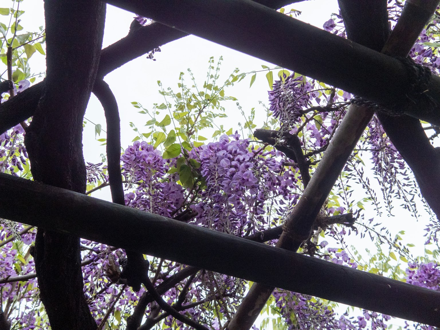 透過木結構看到的紫色紫藤花