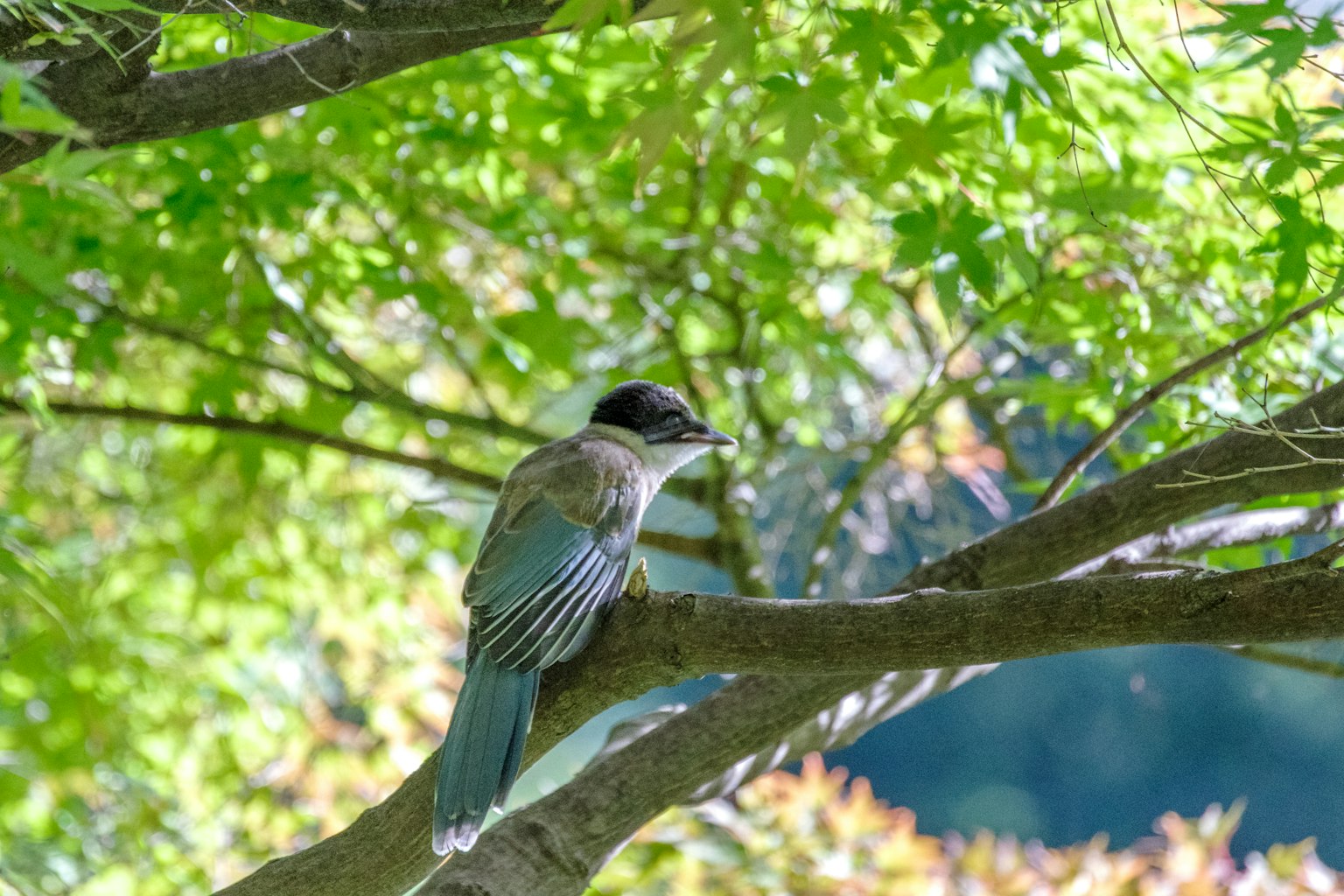 Ein Vogel, der auf einem Ast zwischen grünen Blättern sitzt