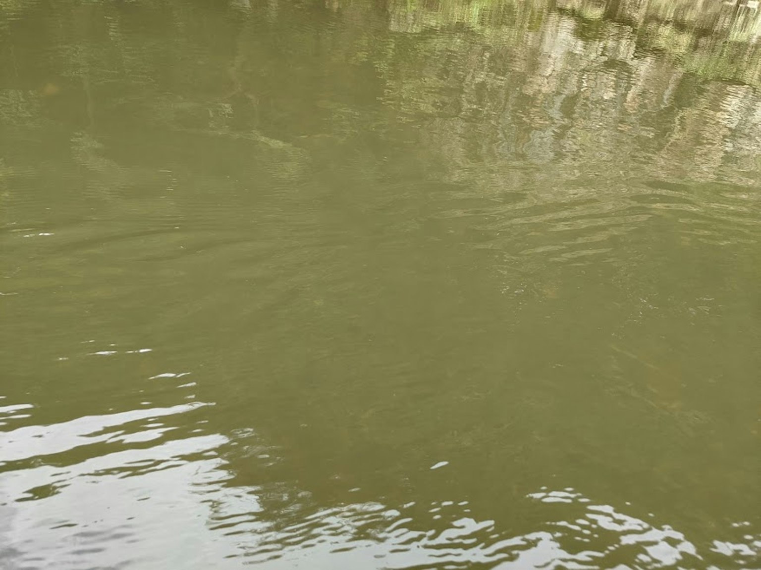 Surface d'eau verdâtre reflétant la nature environnante