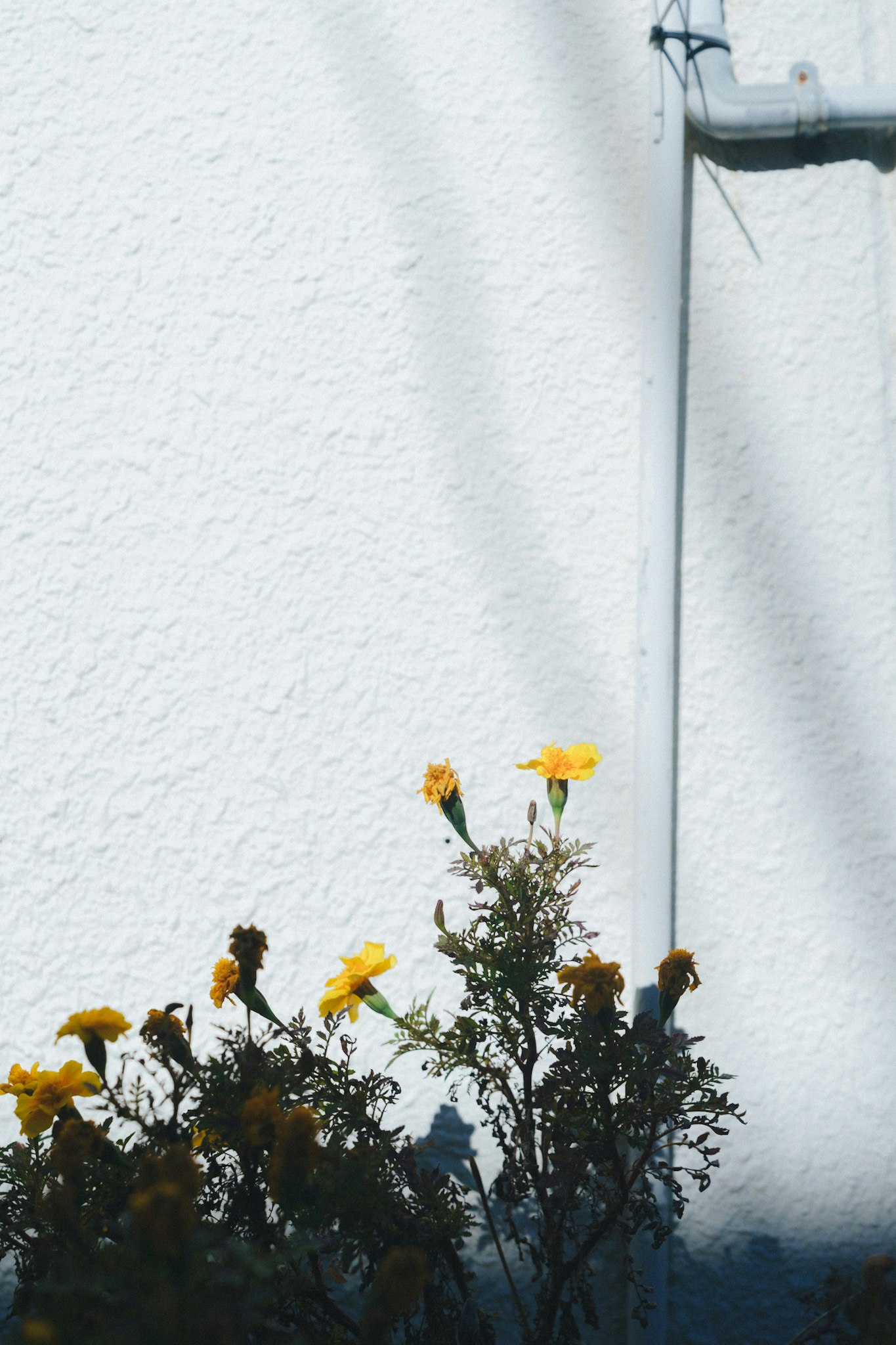 fleurs jaunes devant un mur blanc