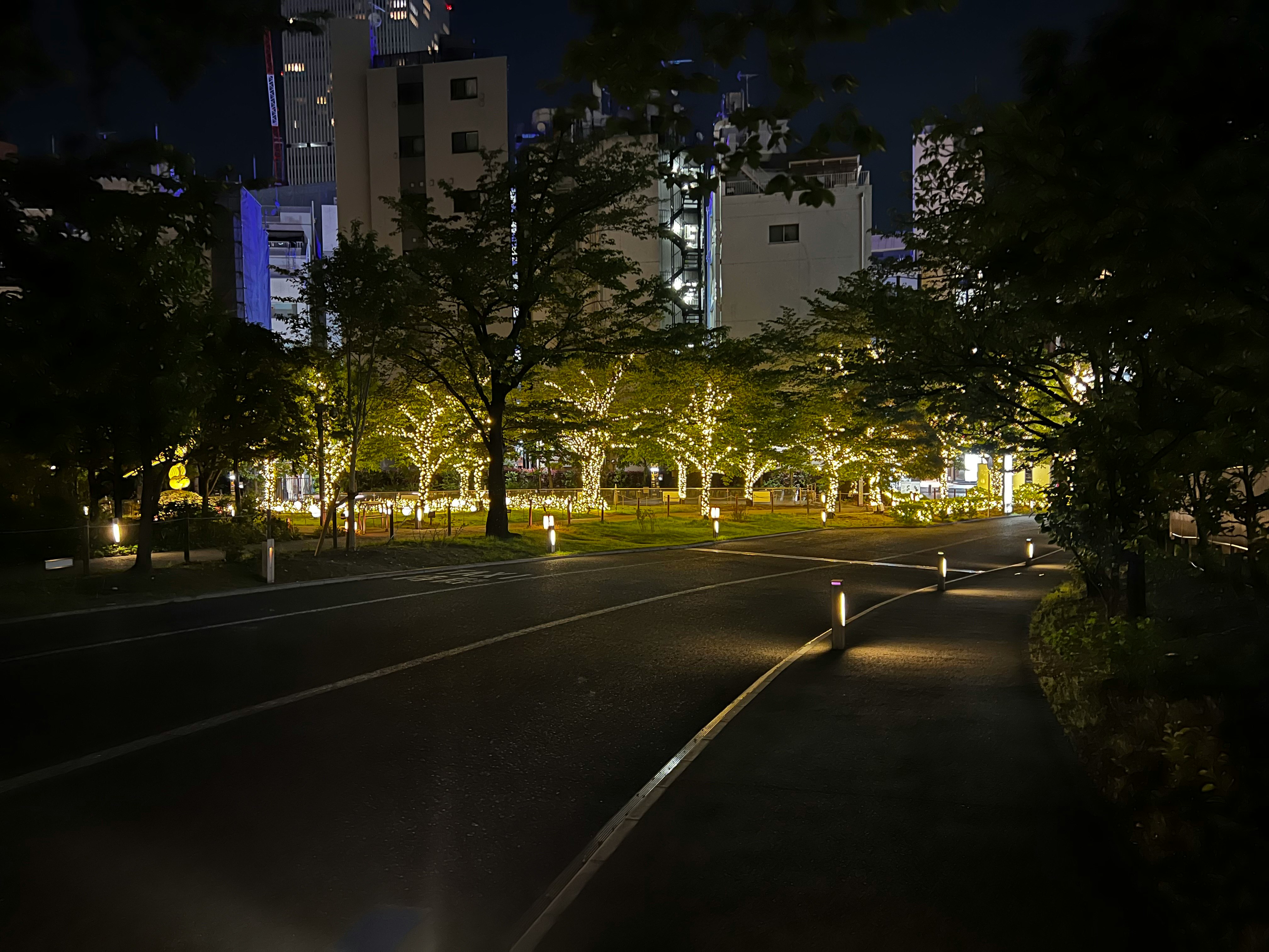 夜晚的城市街道与路灯和行道树