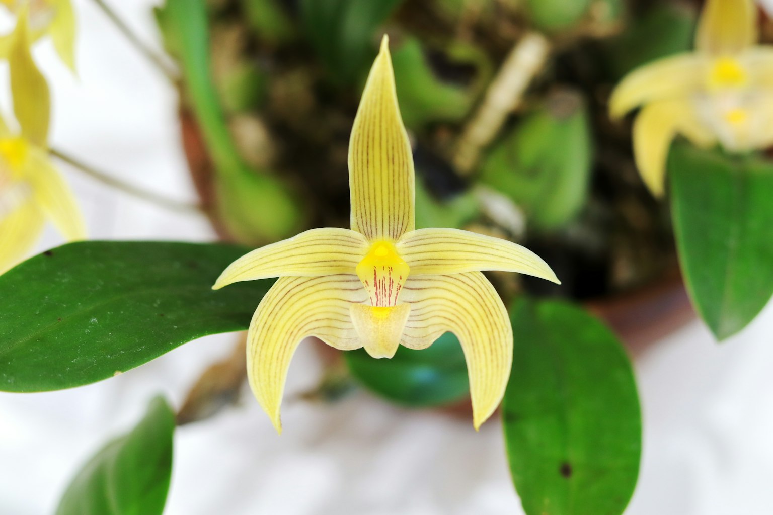 特写的兰花，黄色花瓣和绿色叶子
