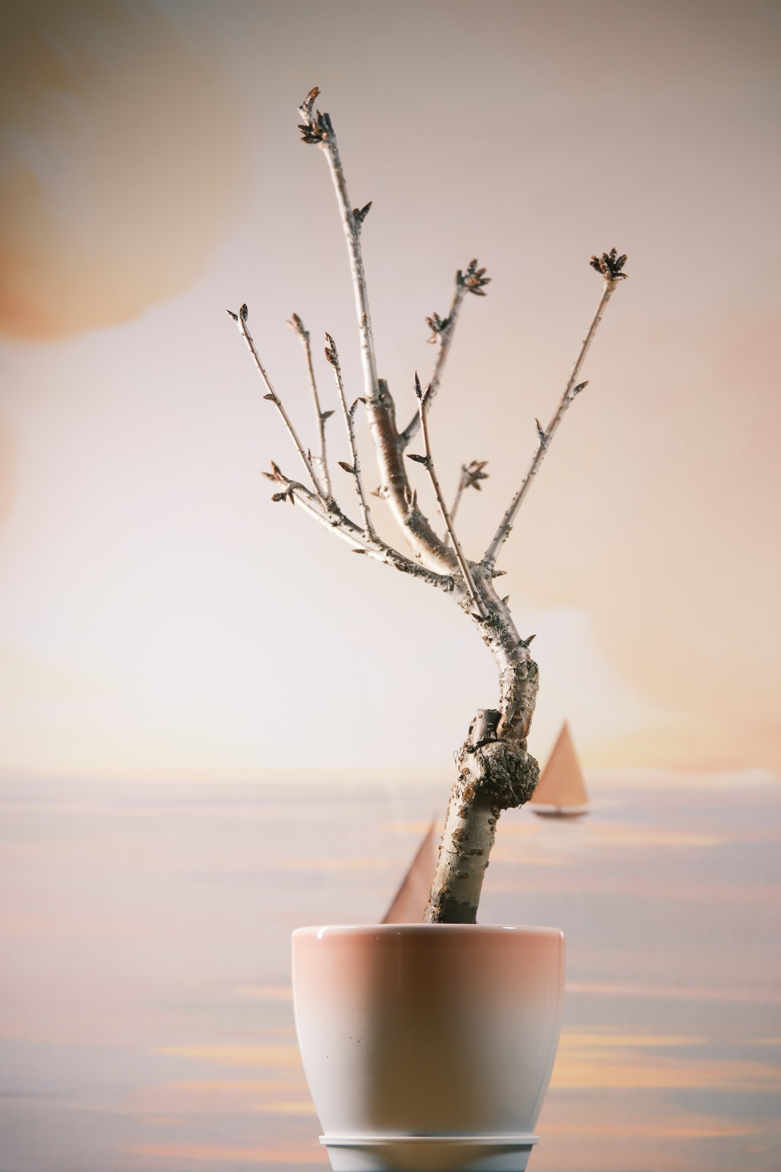 A beautiful image of a potted plant with a curved trunk