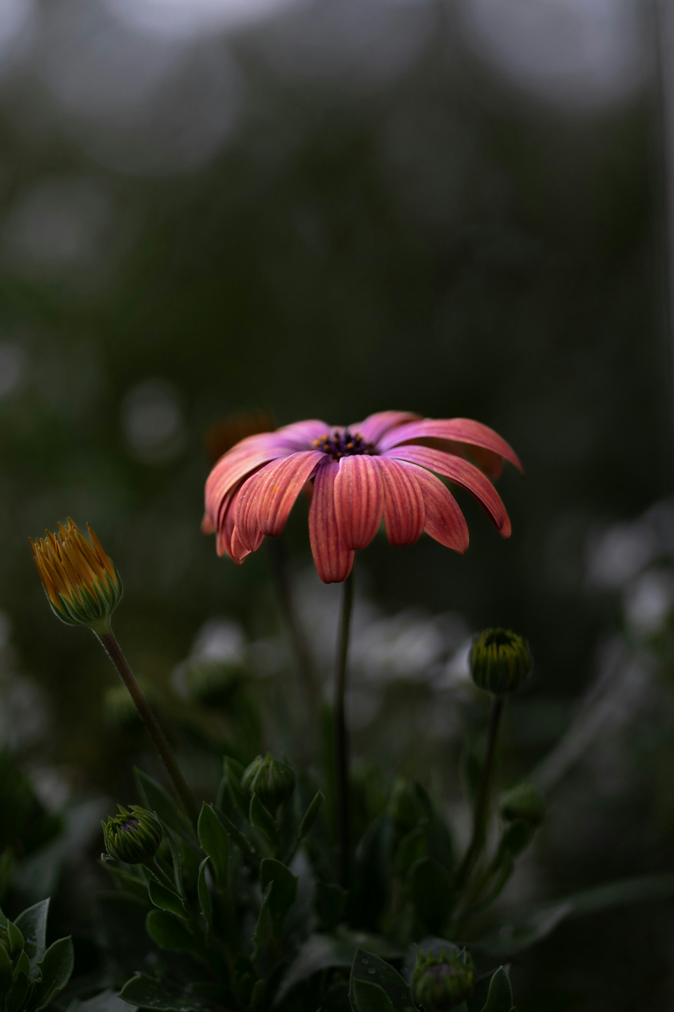 京都府立植物園のピンクのオステオスペルマムが咲く花壇のアンダー画像