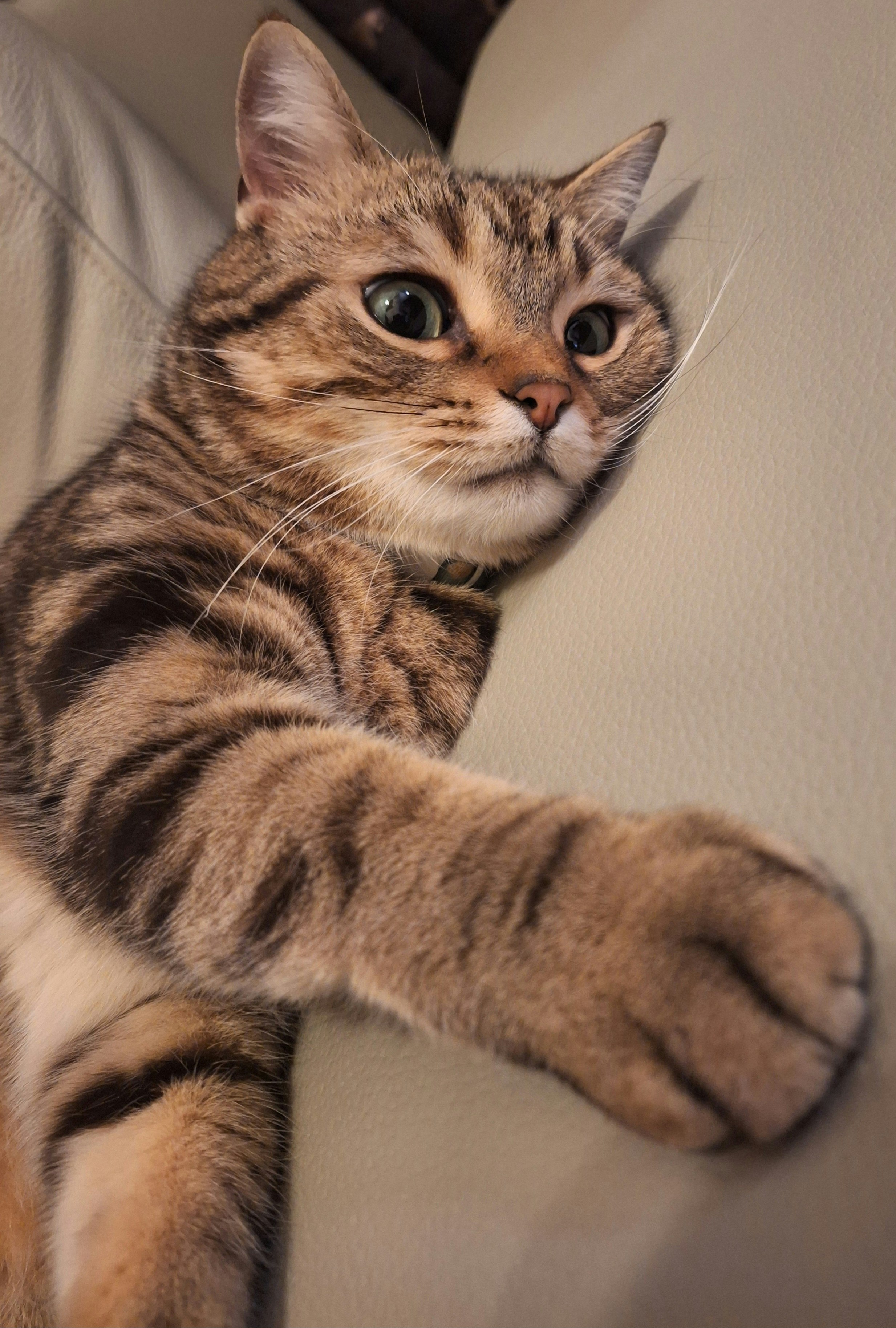 close-up of a tabby cat lounging on a sofa