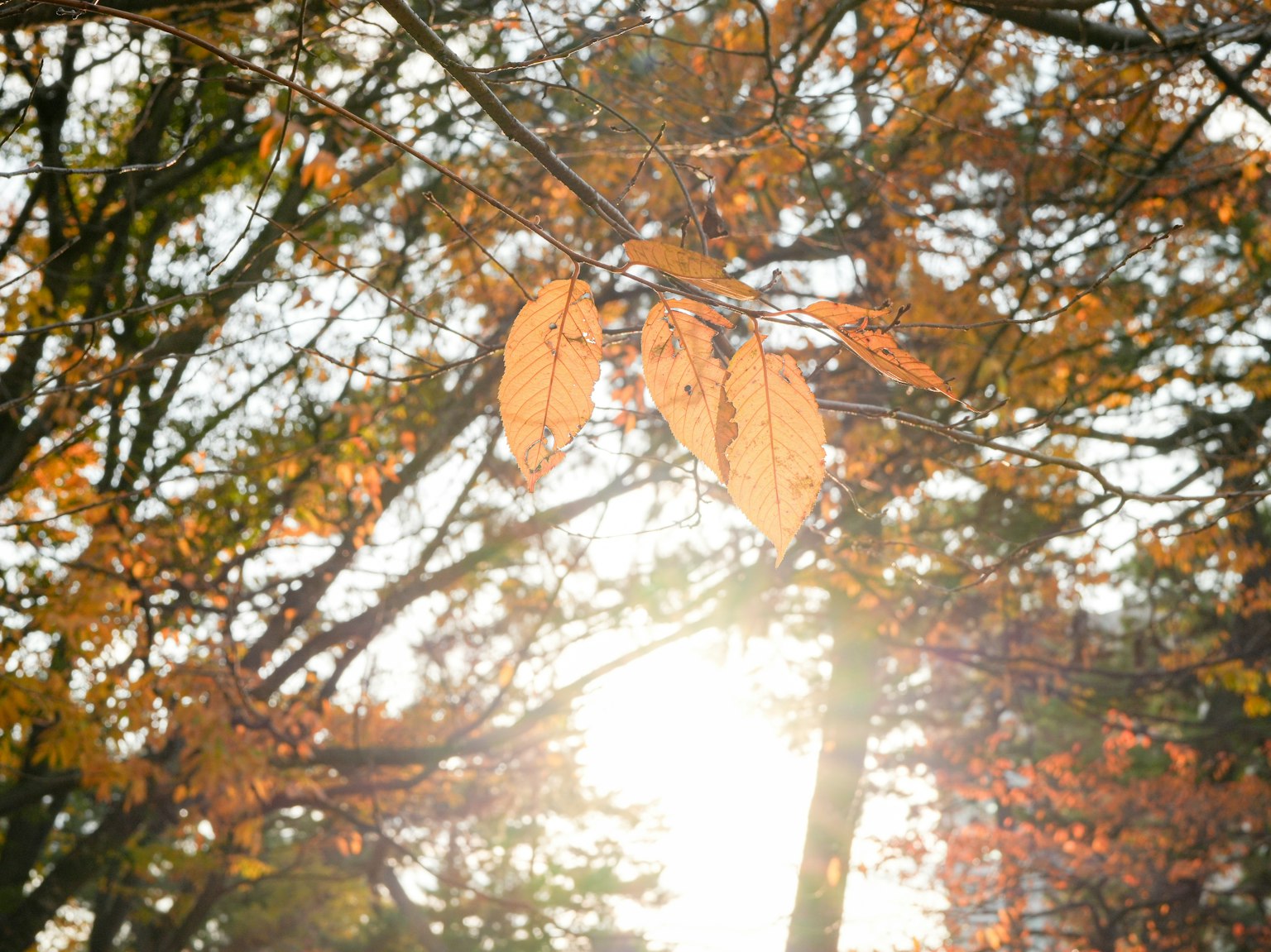 秋の葉が光を透かしている木々の風景