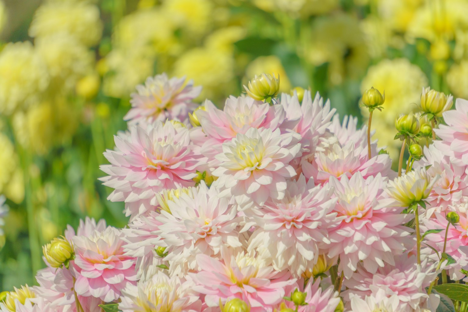 Mazzo di fiori di dalia rosa chiaro con uno sfondo di fiori gialli