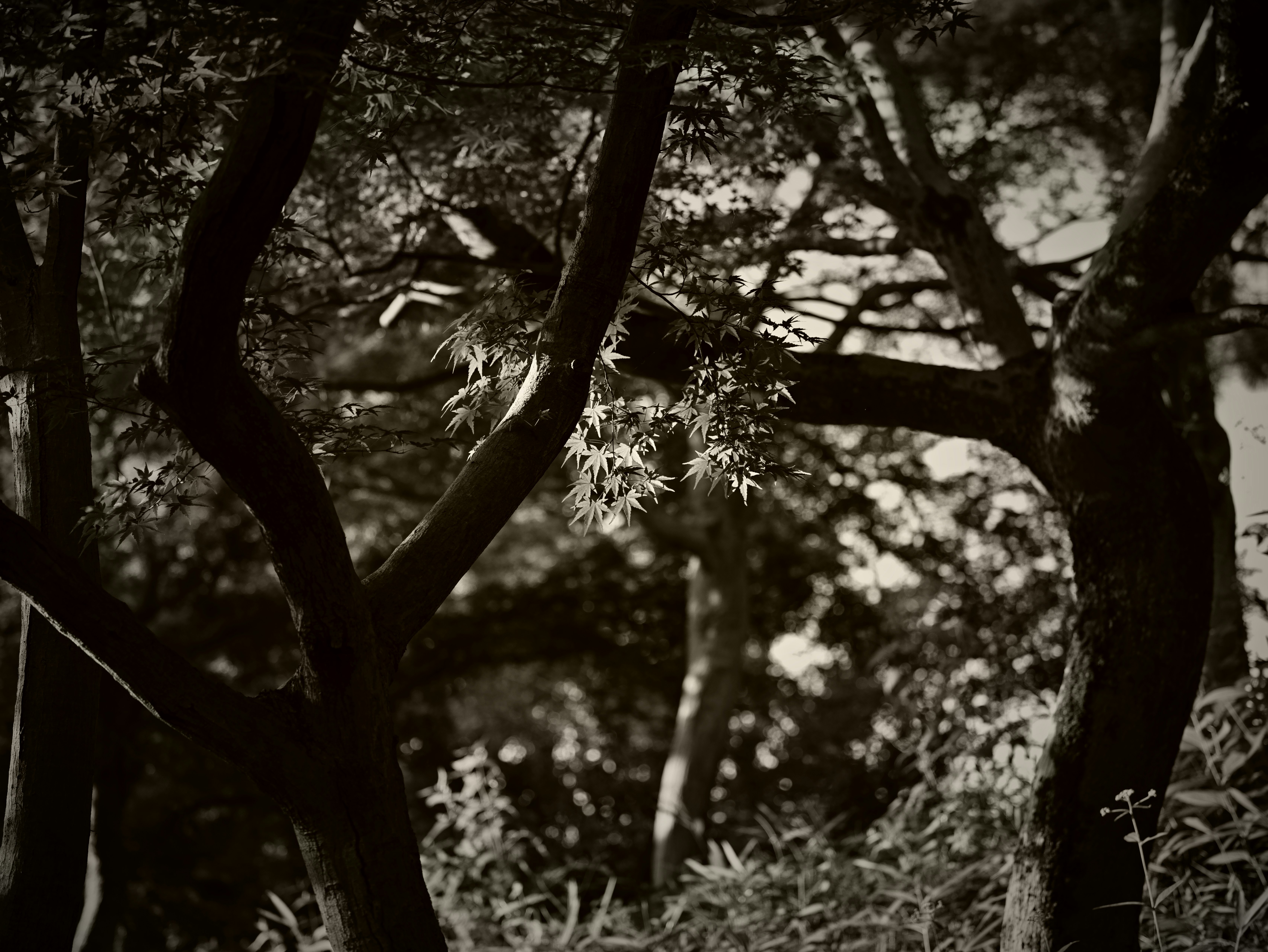 木々の間から差し込む光と葉の影のある自然の風景