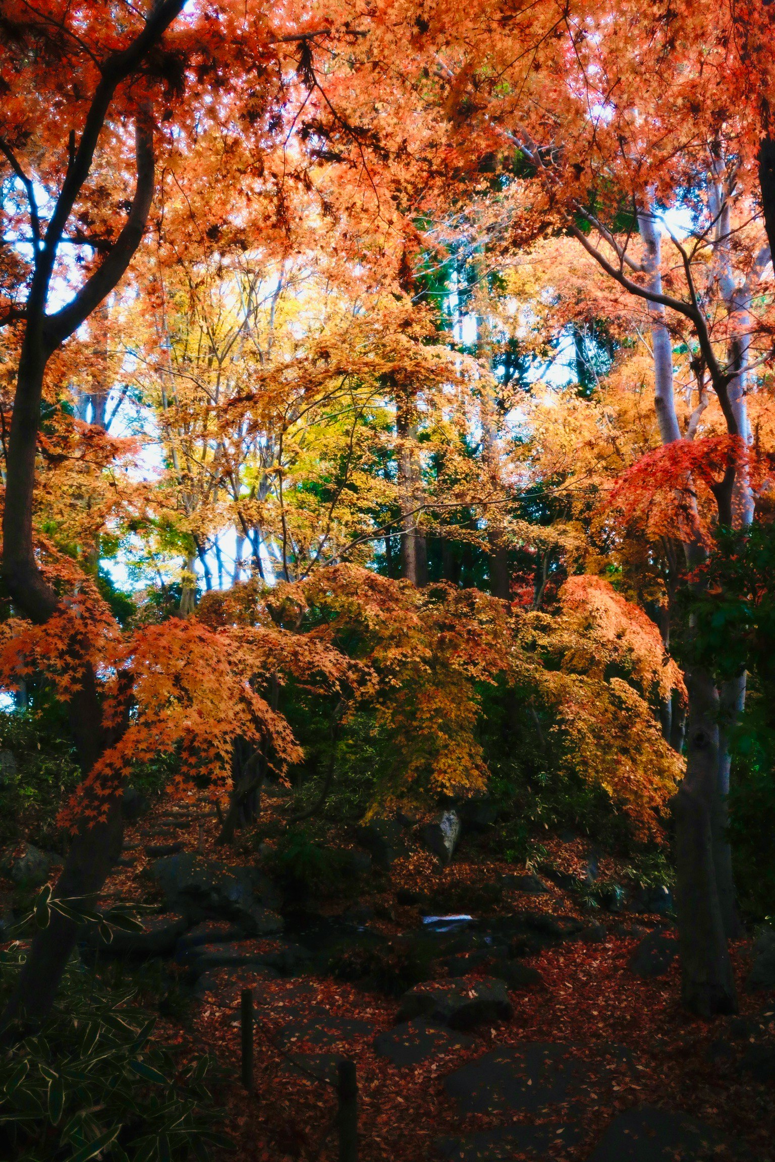 秋の紅葉が美しい公園の風景 色とりどりの葉が木々を覆っている