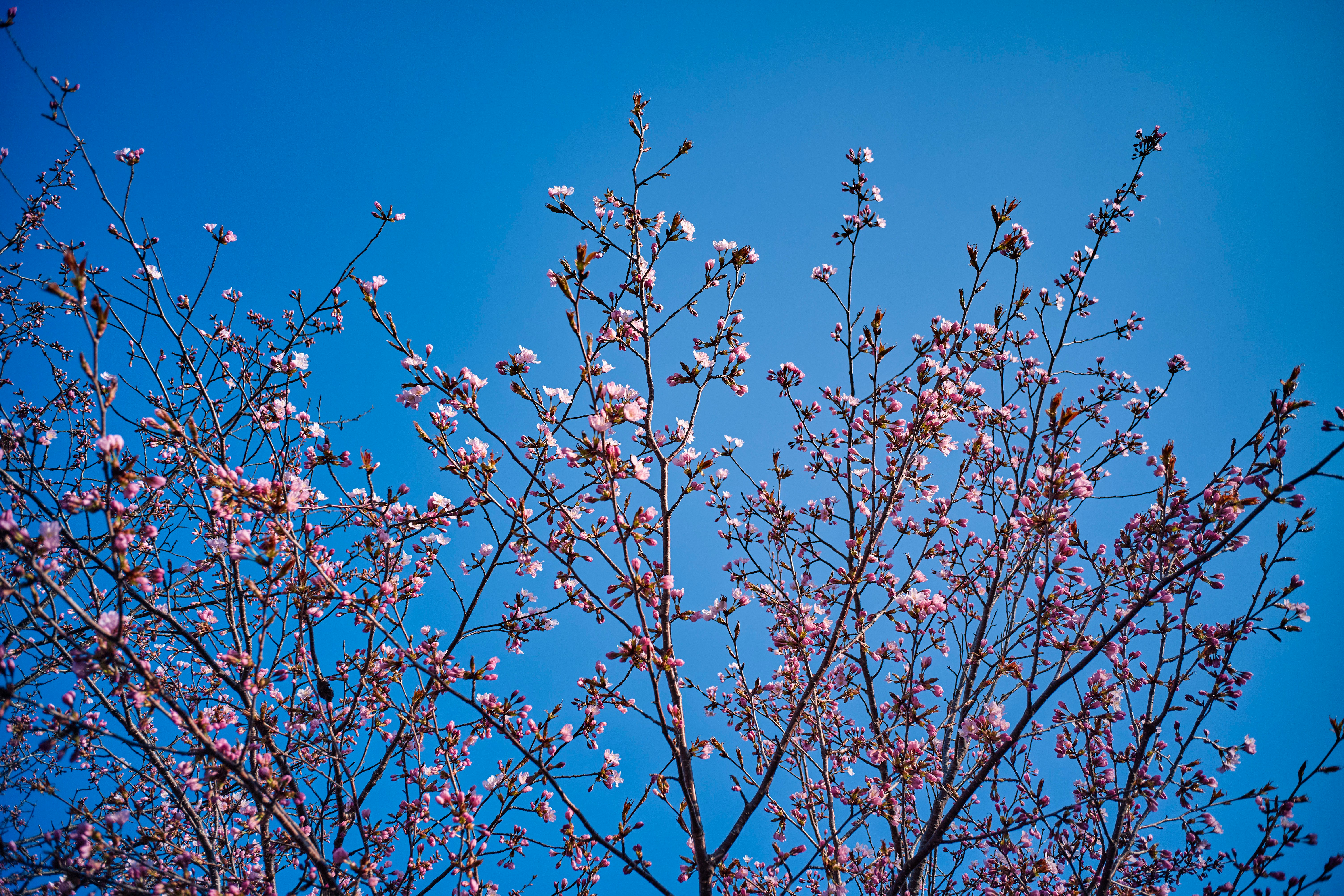 青空に咲く桜の花