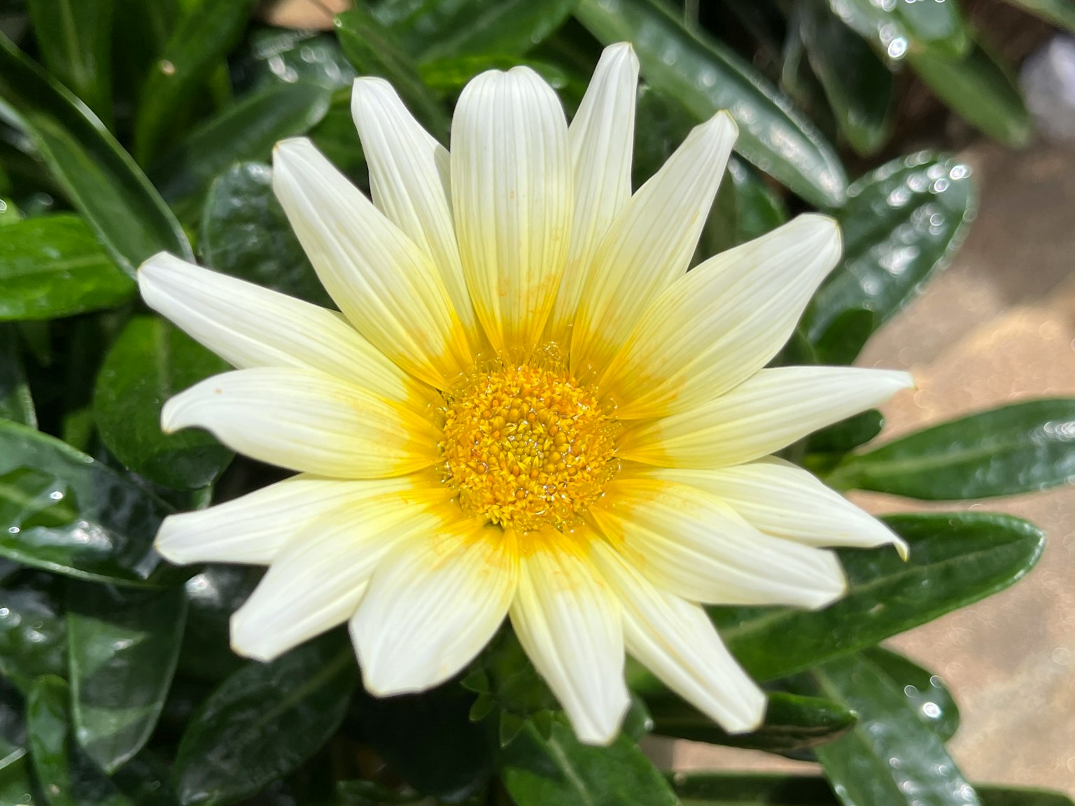 Beautiful flower with white petals and a yellow center