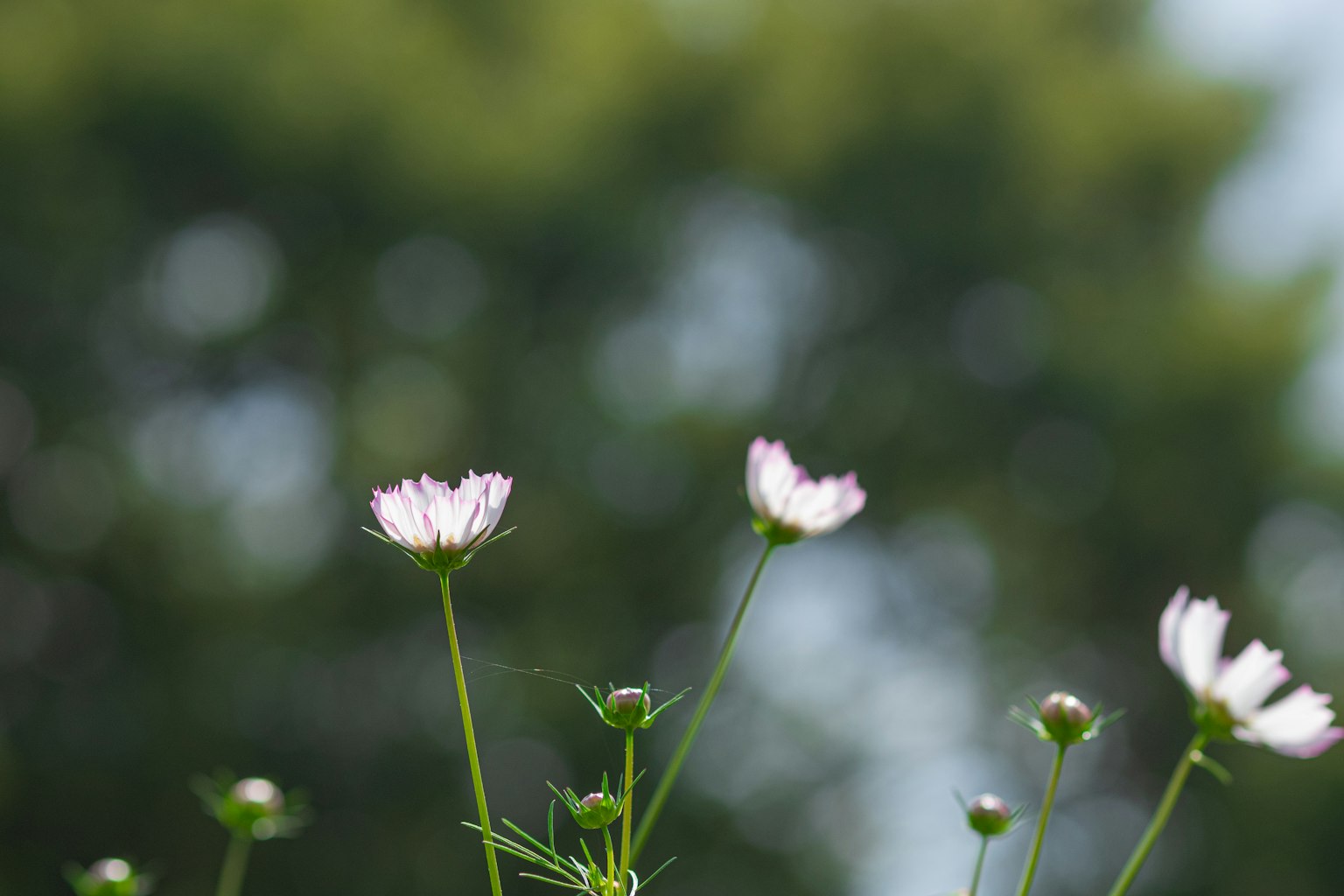 White flowers with green stems against a blurred background
